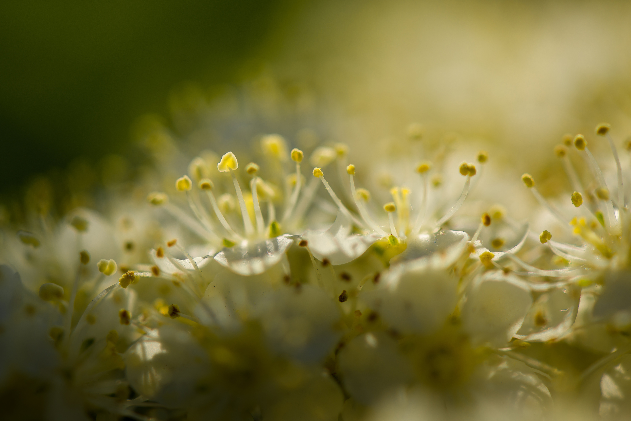 Макро съёмка