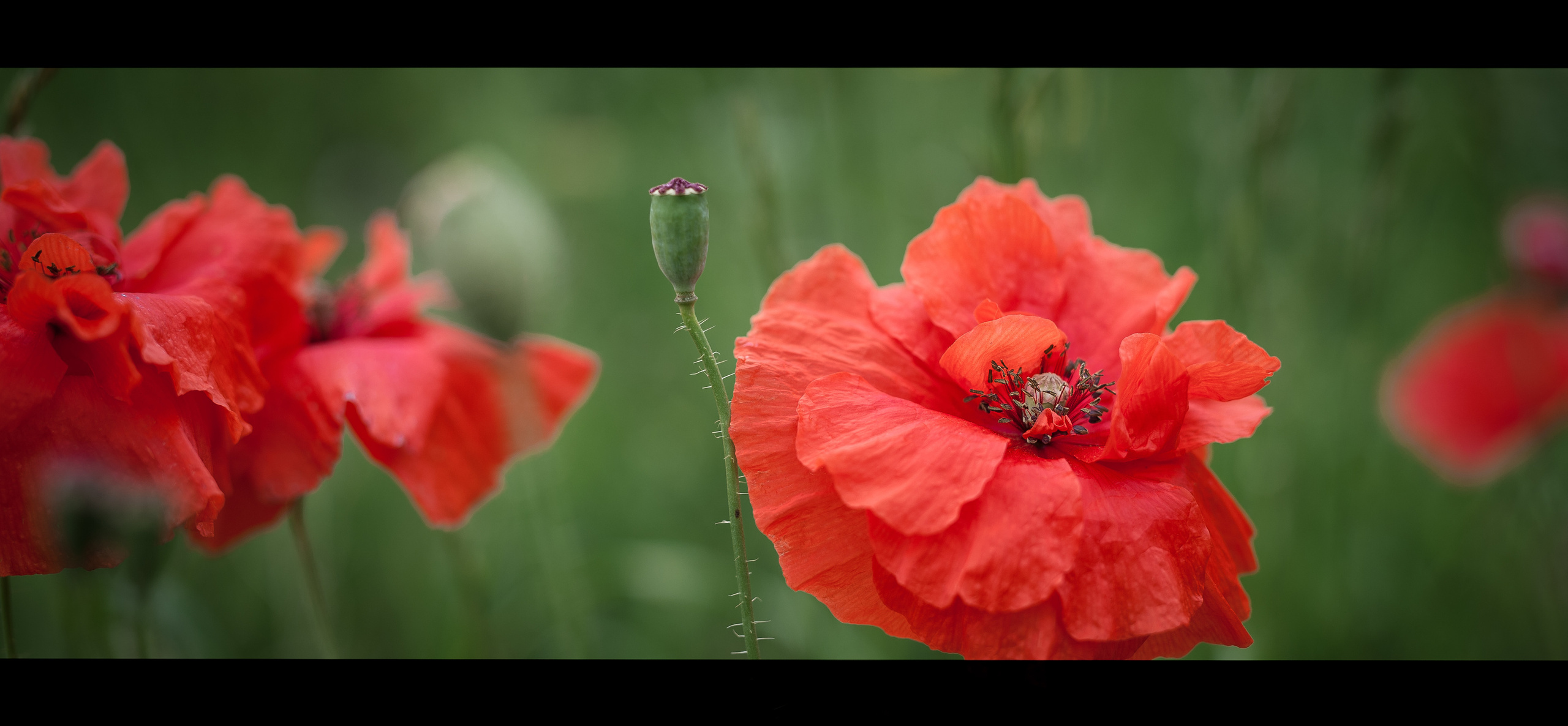 Макро съёмка