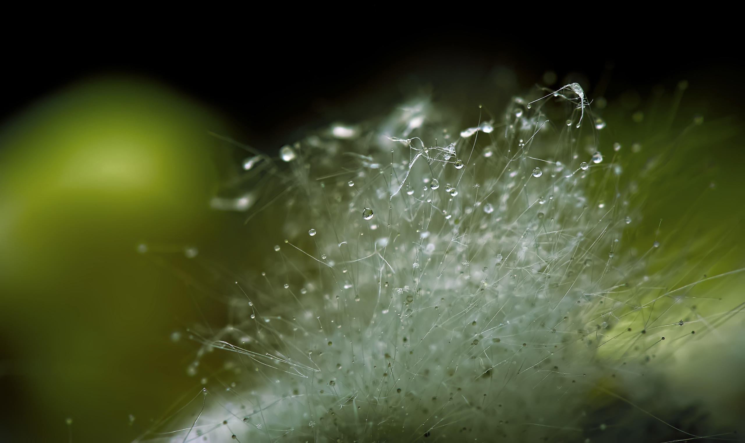 Макро съёмка