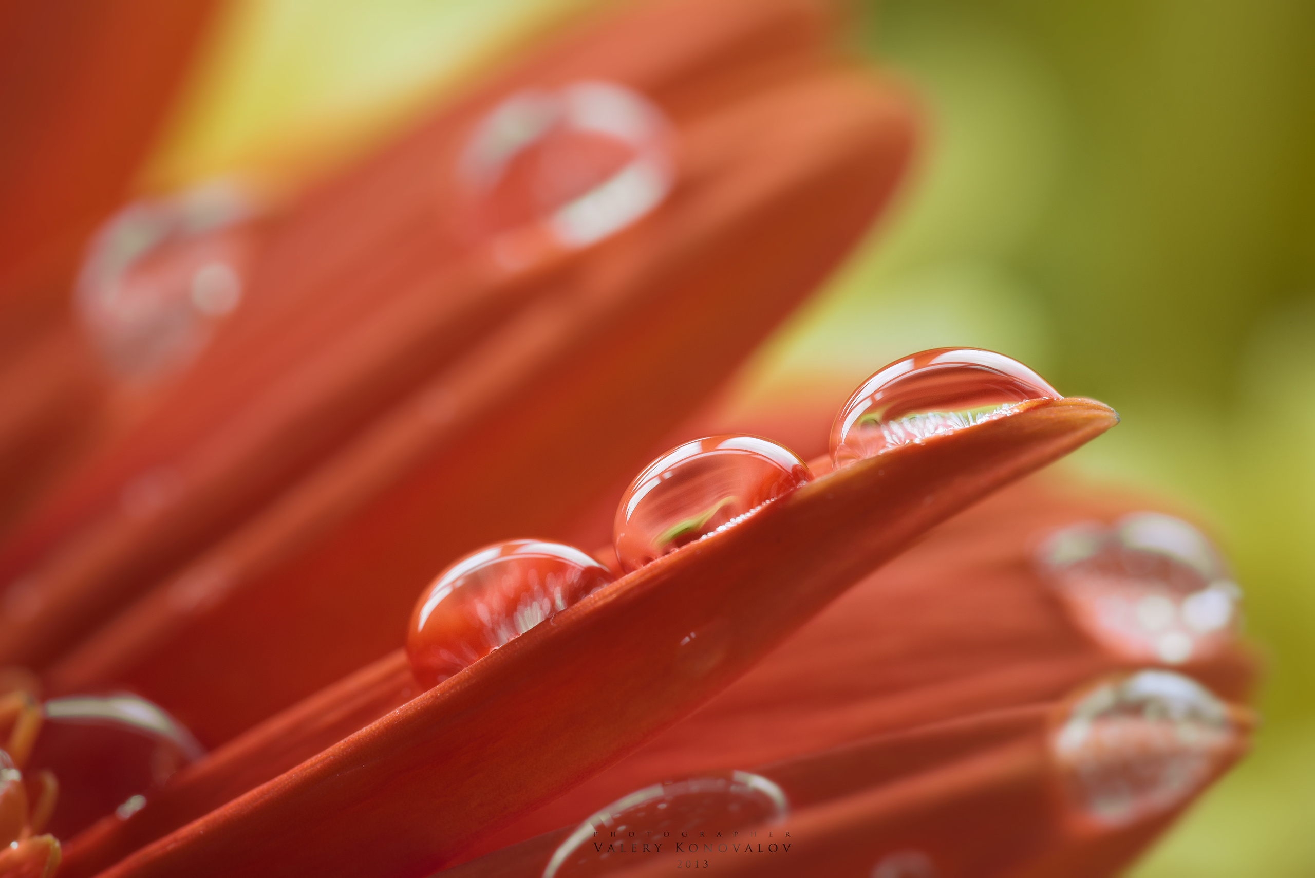 Капли воды на лепестках цветка красного цвета