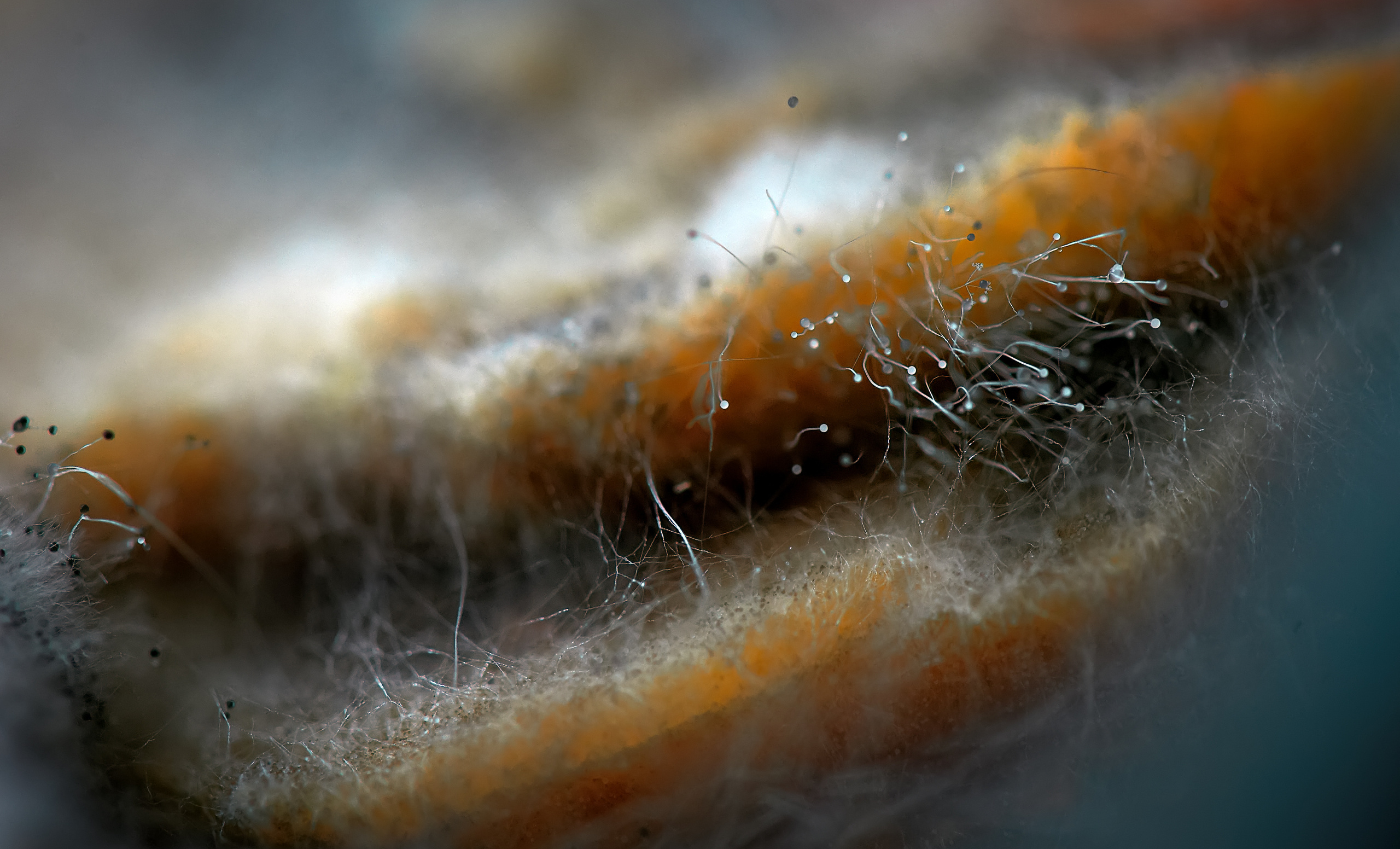 Макро съёмка