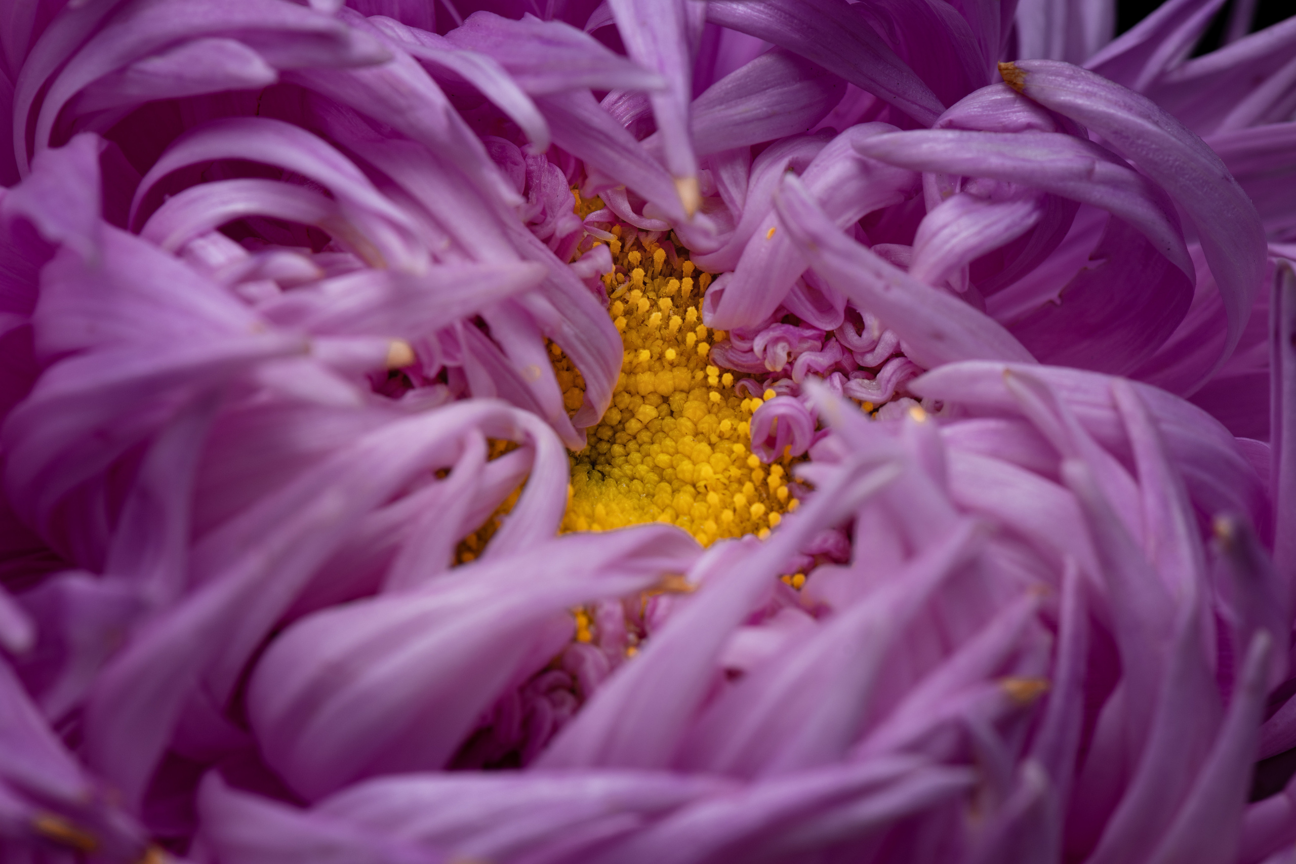 Макро съёмка