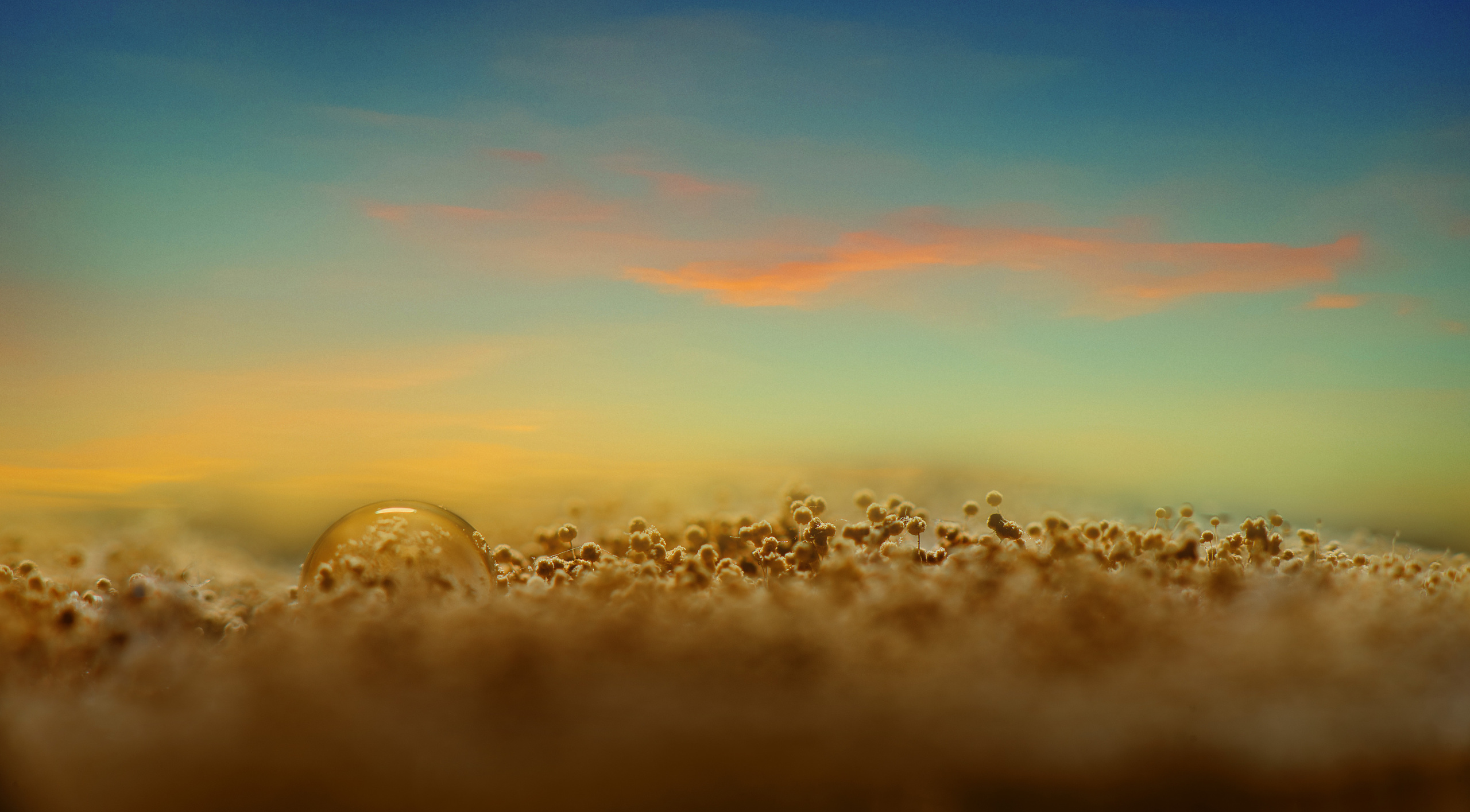 Макро съёмка