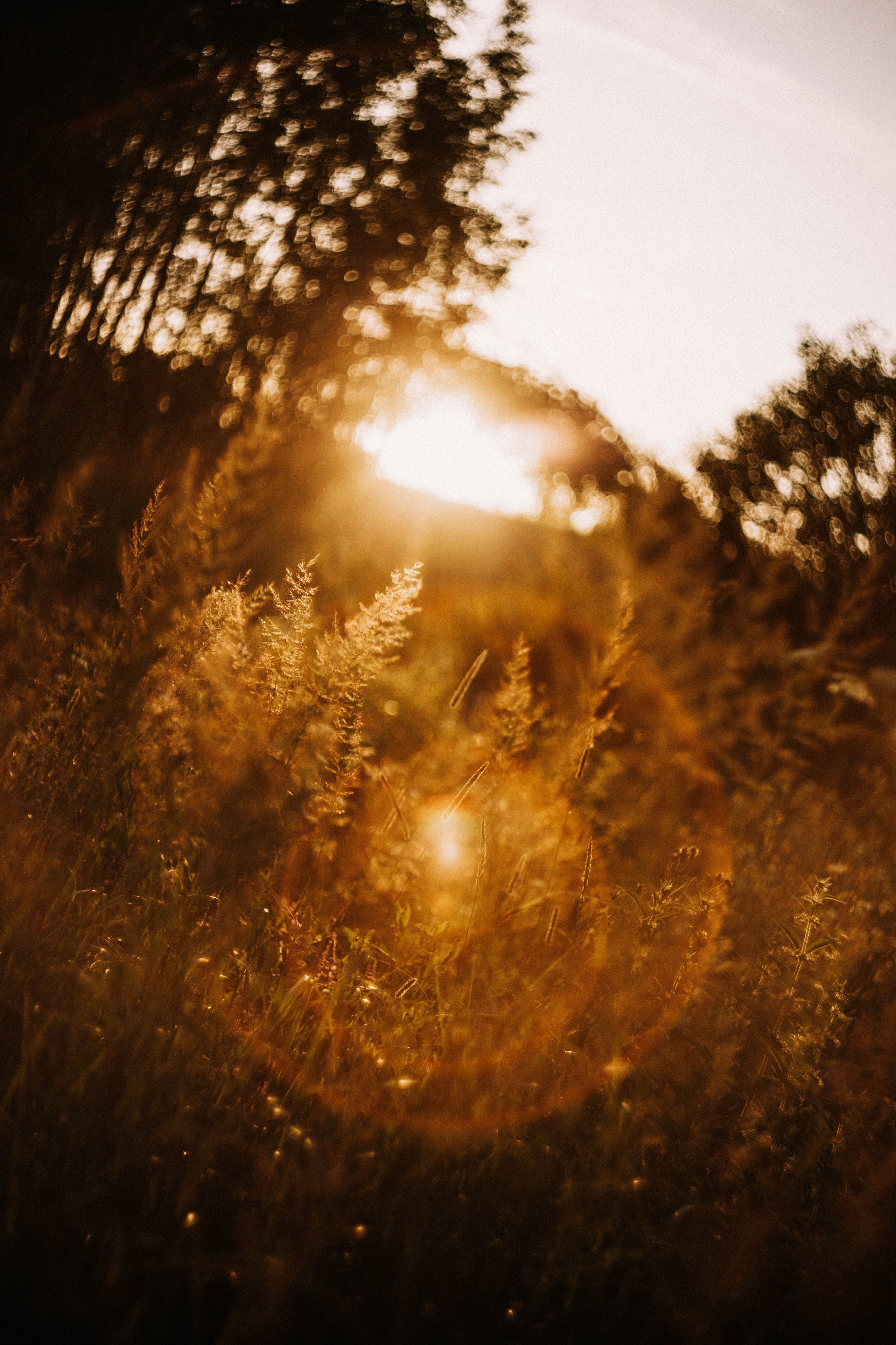 Ирина. Закат. Поле. Фотограф в Нижнем Новгороде
