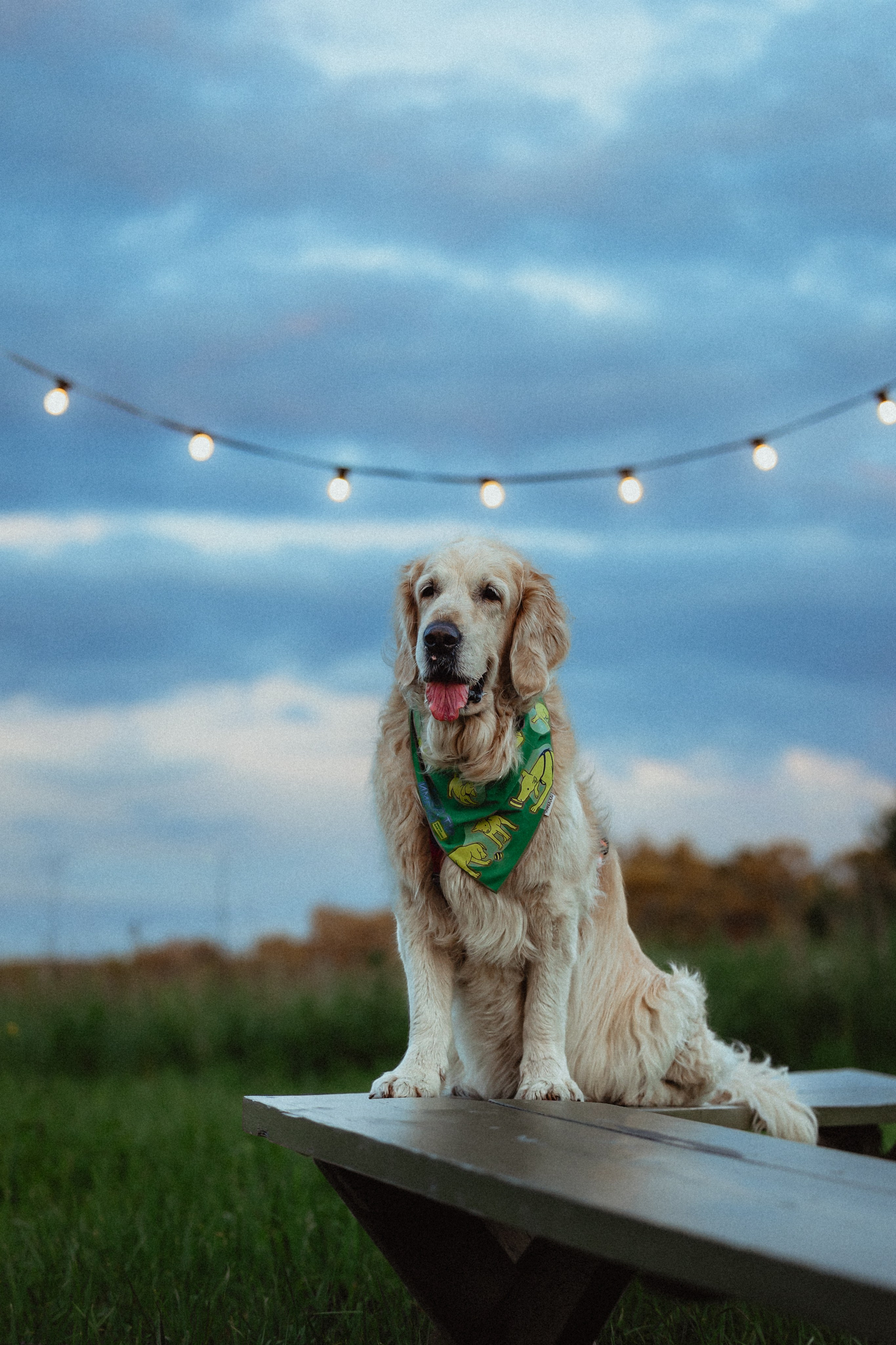 Выездной дог-тренинг от школы «Шерсть имею»