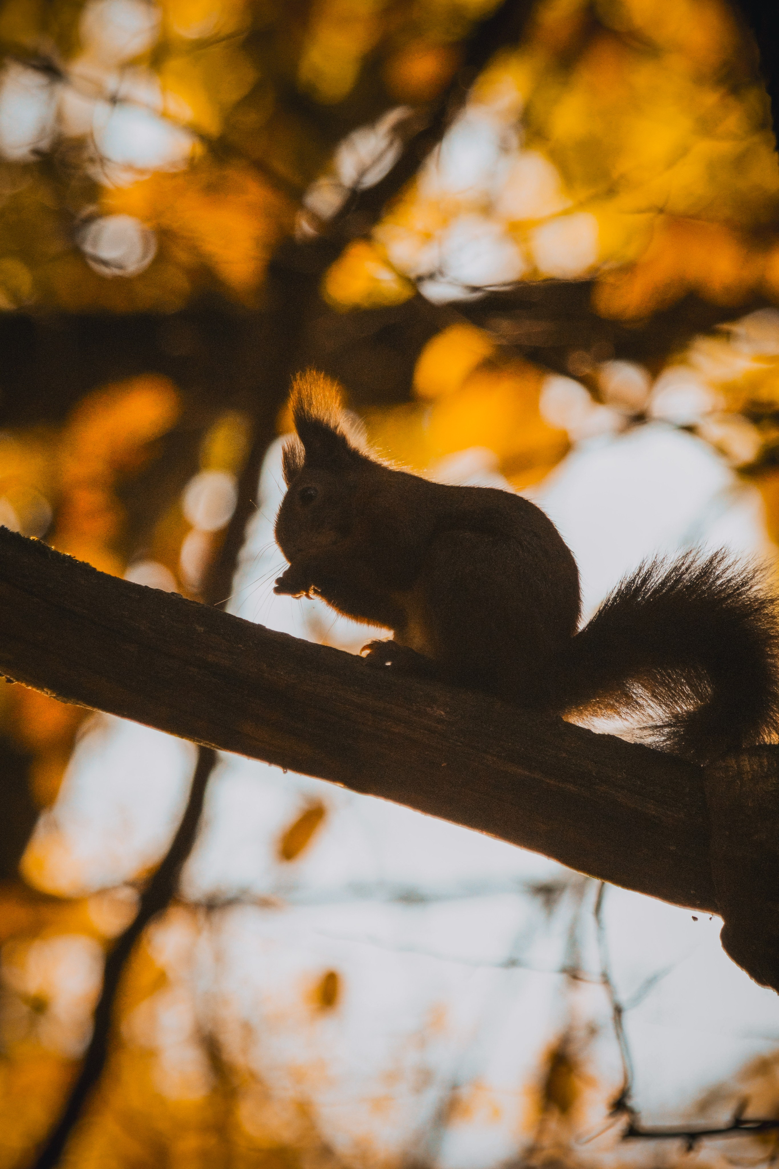 Р А З Н А Я — Ж И В Н О С Т Ь. — Digital Noise —