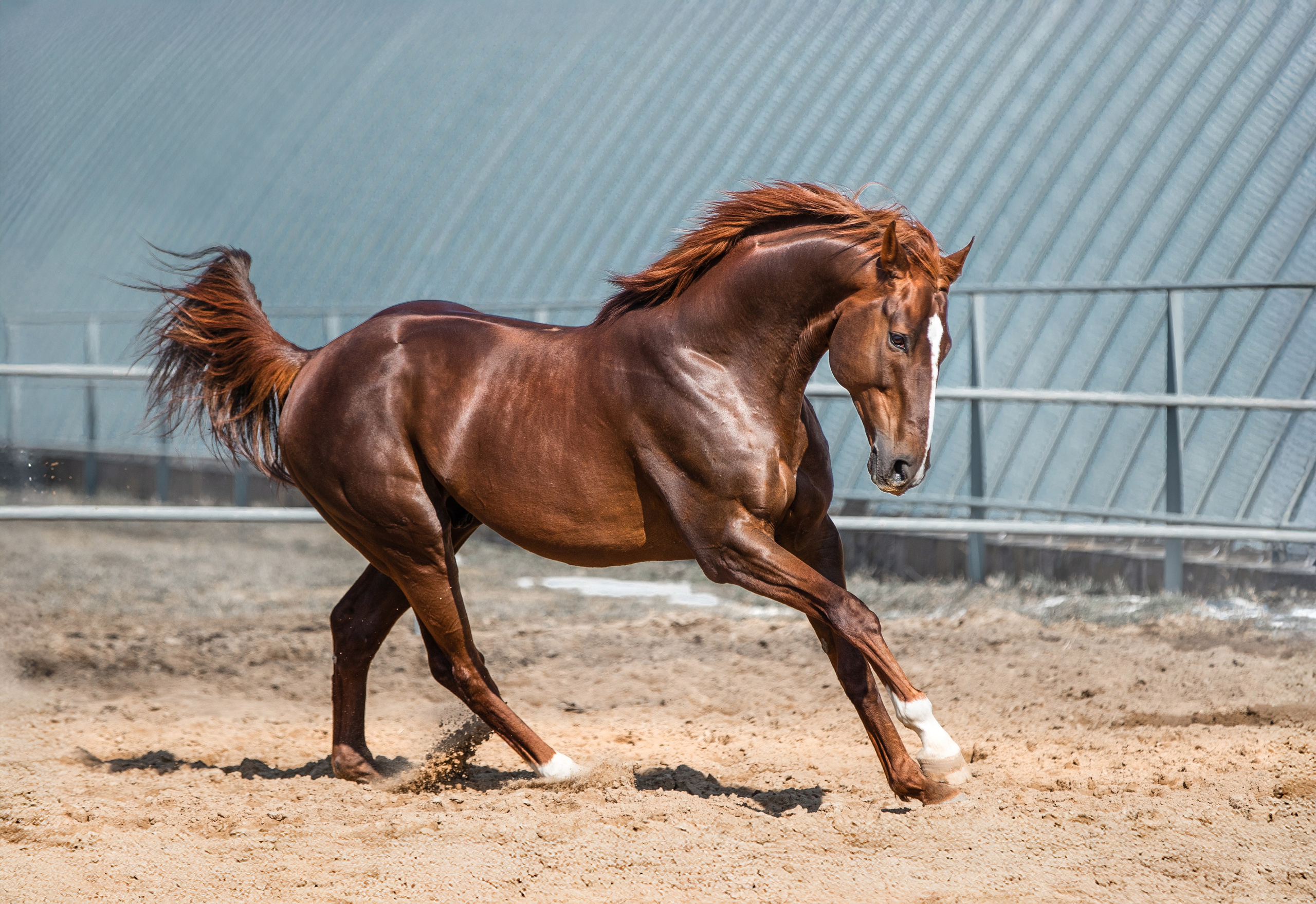 В движении. Фотограф-анималист Ксендзова Кристина