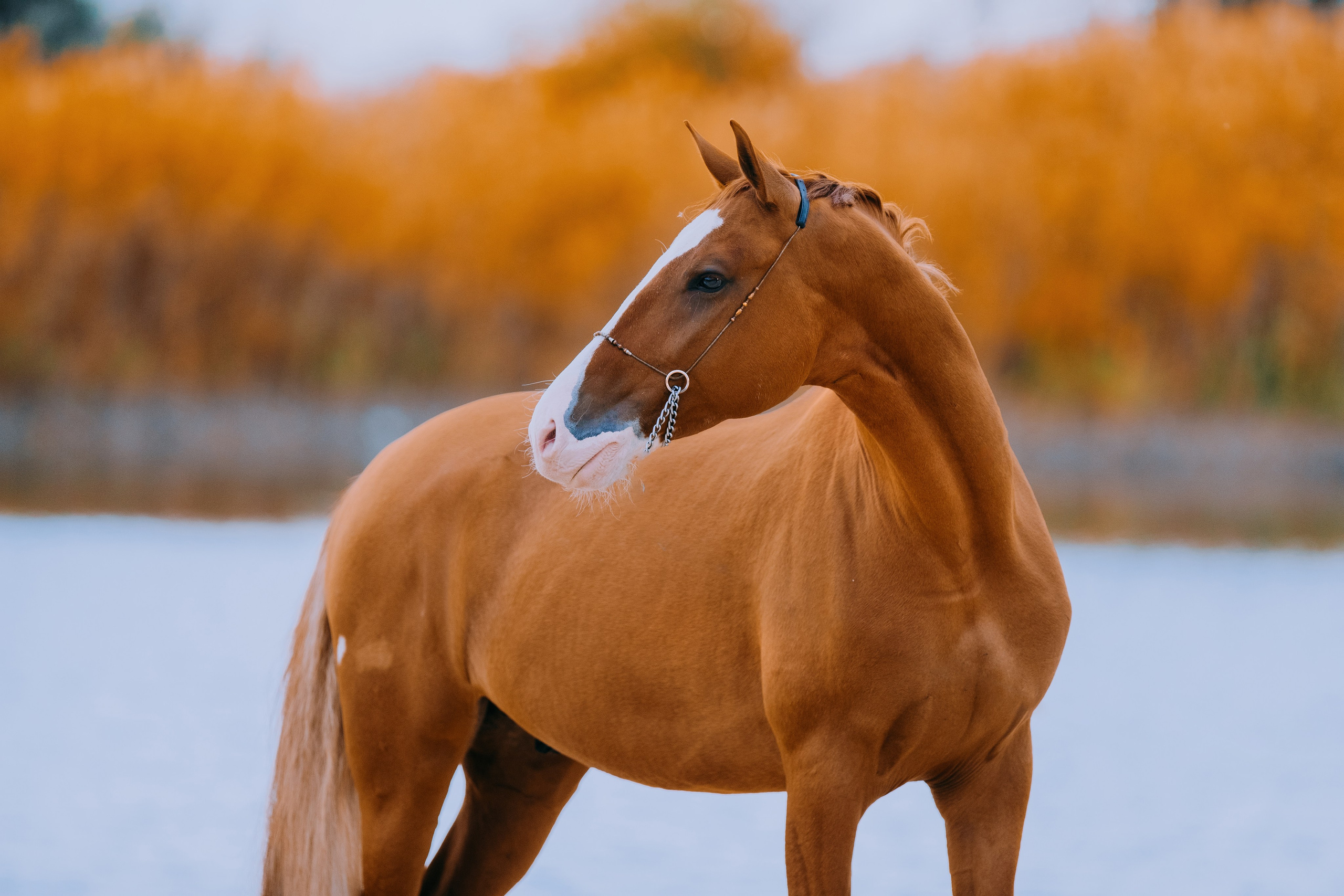 На природе. Фотограф-анималист Ксендзова Кристина