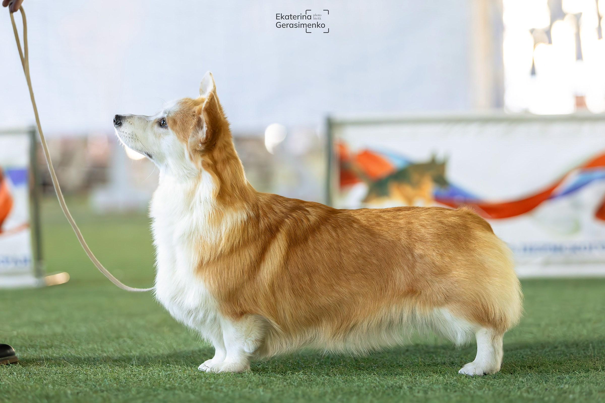 6 октября 2024, Выставка РКФ, г. Пермь. Htykk_photo