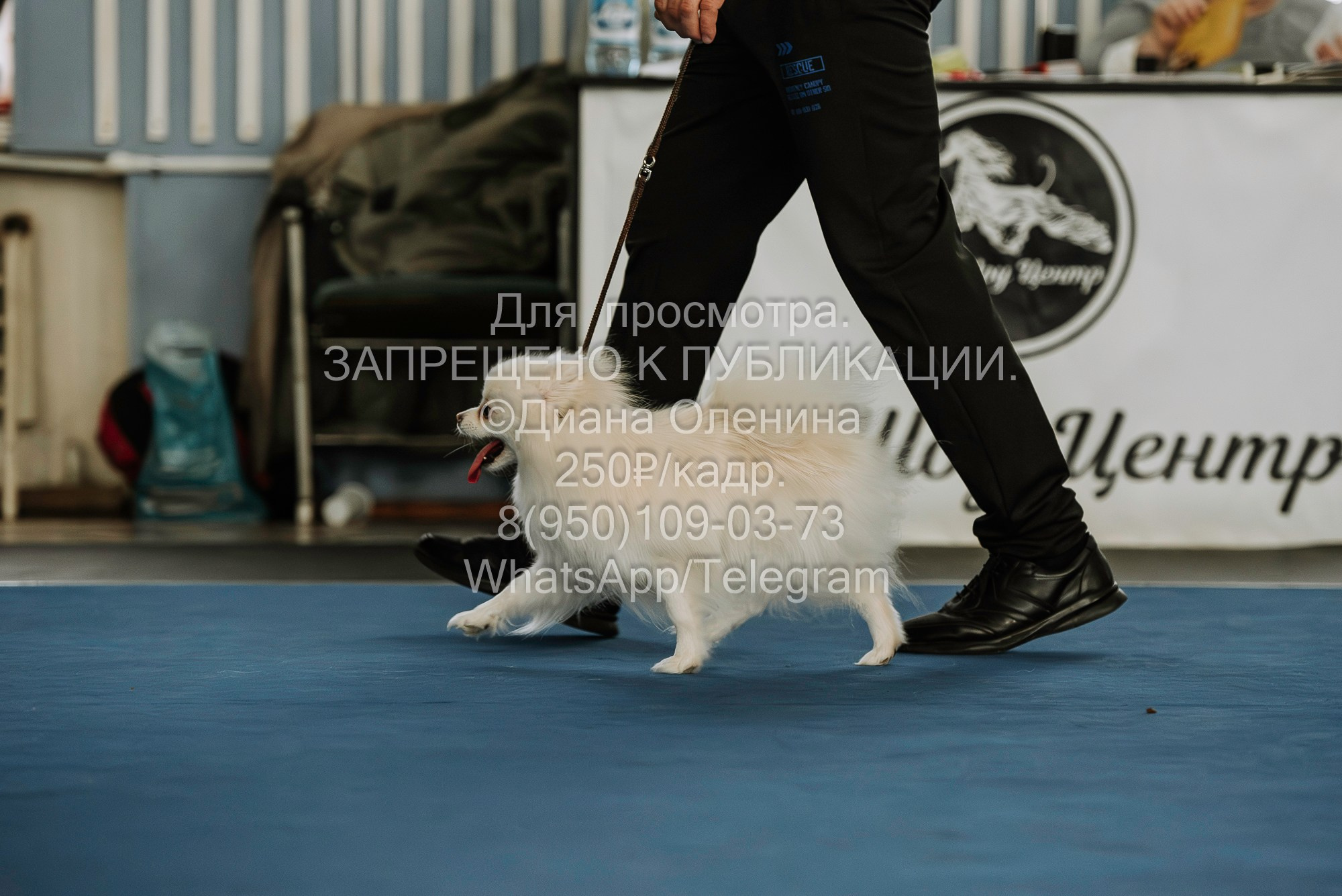 Выставка собак Красноярск 29.10.2023. Фотограф Диана Оленина Красноярск / Братск