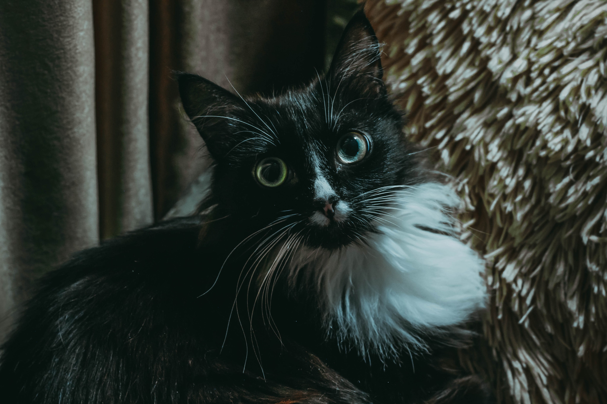 Животные. Фотограф в Новокузнецке