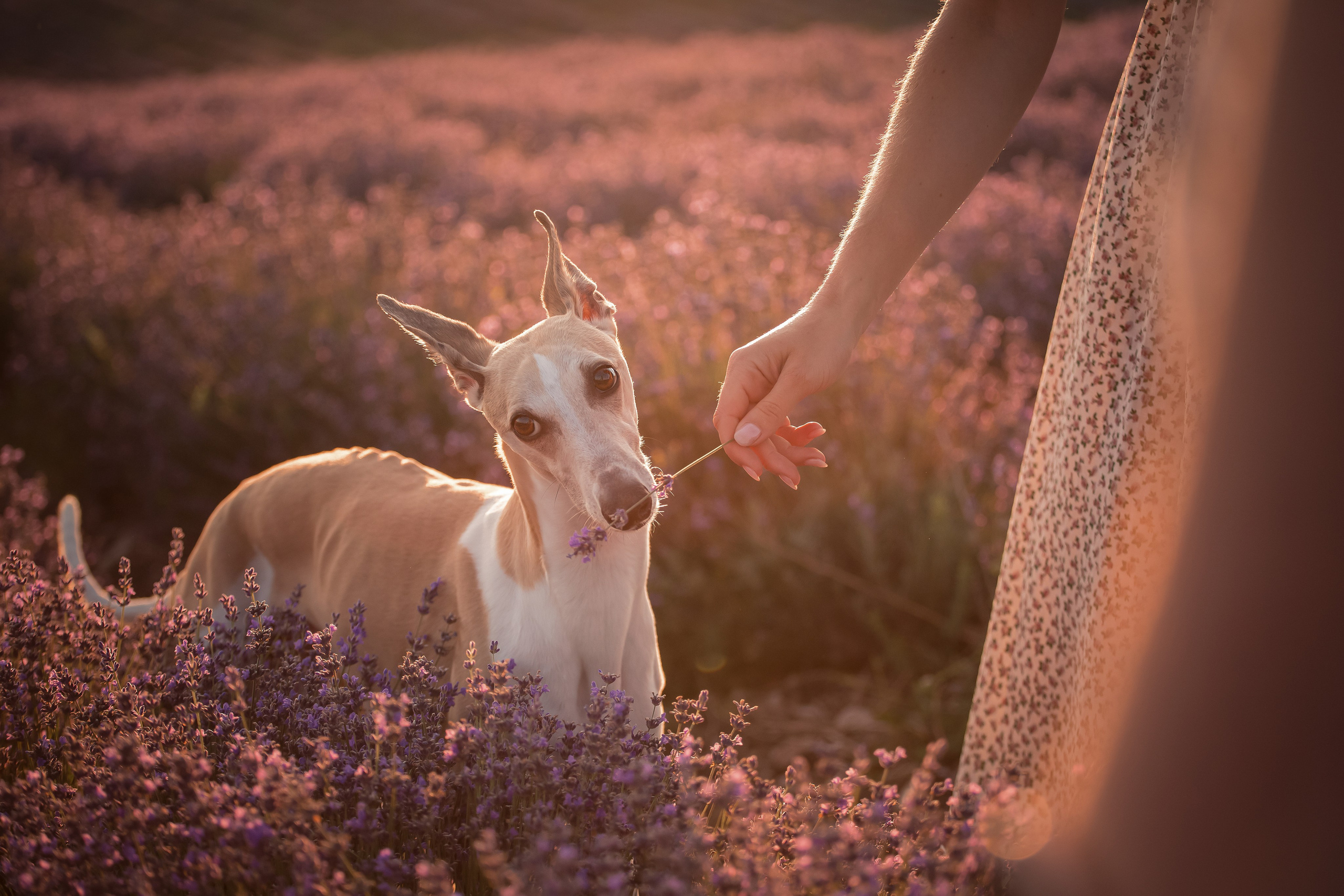 Уиппеты на лавандовом поле в Крыму. Фотограф-анималист в Краснодаре Маша Мельникова