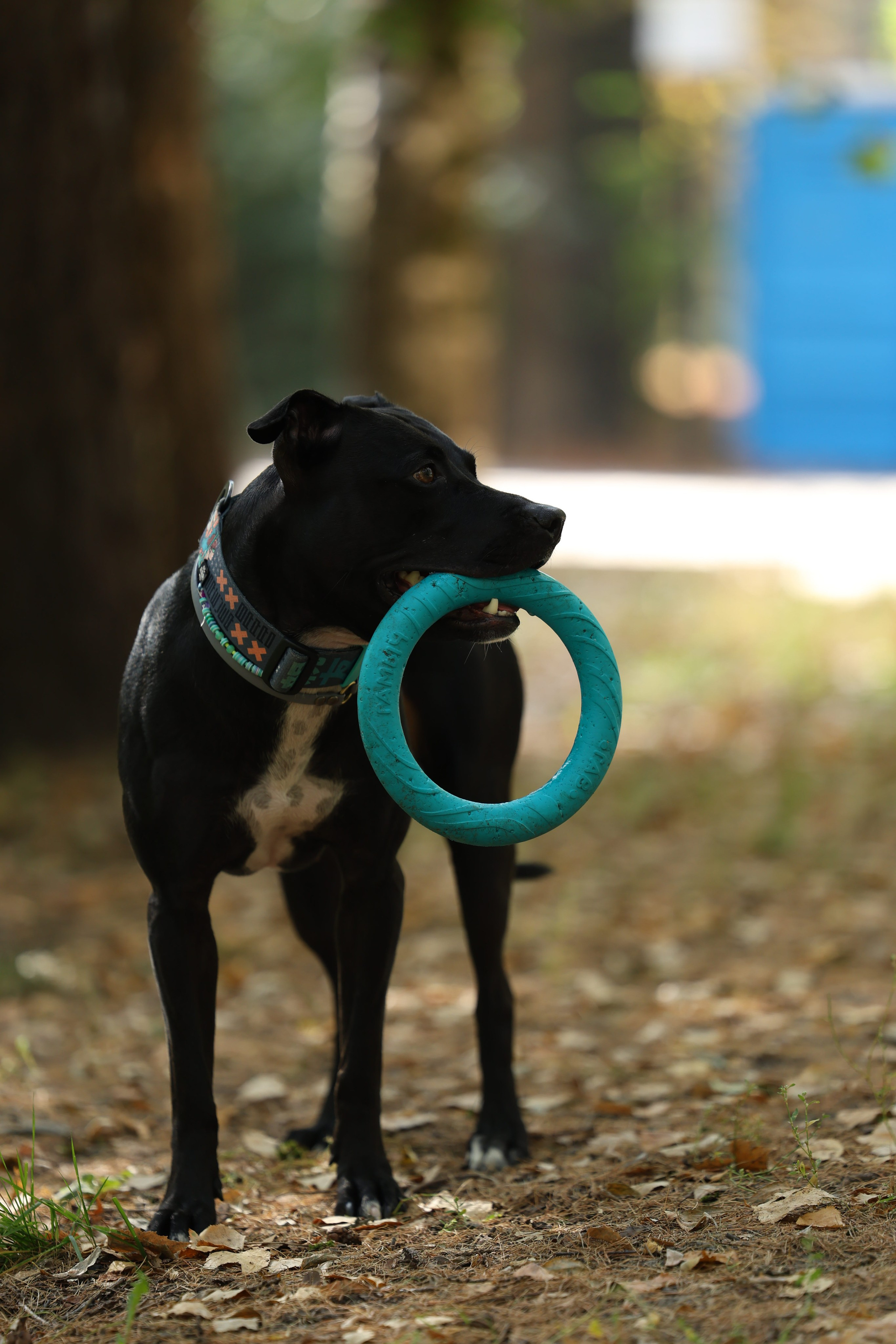 Алена и Бора. Виктория Михайловская. Фотограф-анималист. Москва