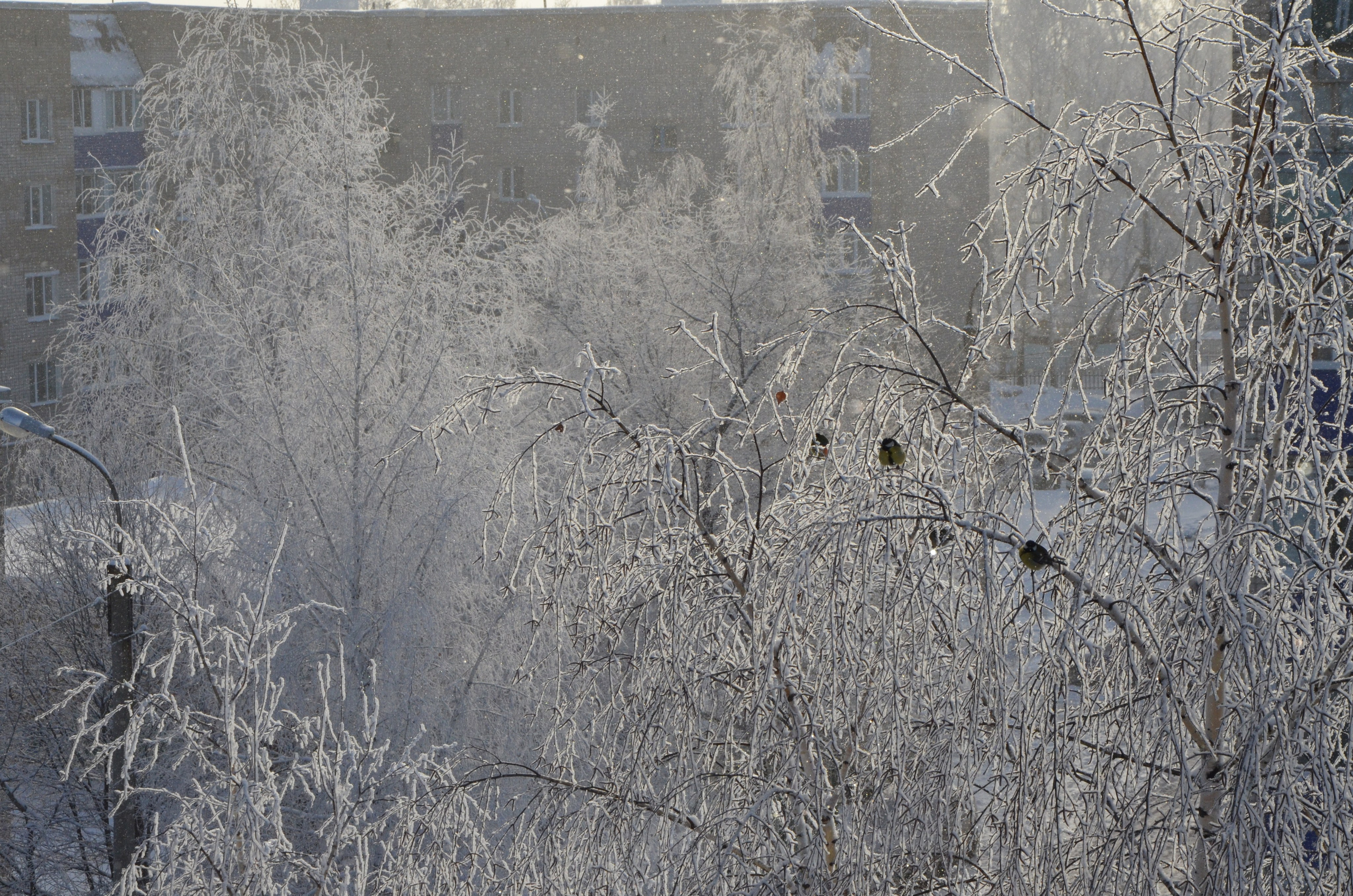 Фото. Ильнур Таминдаров