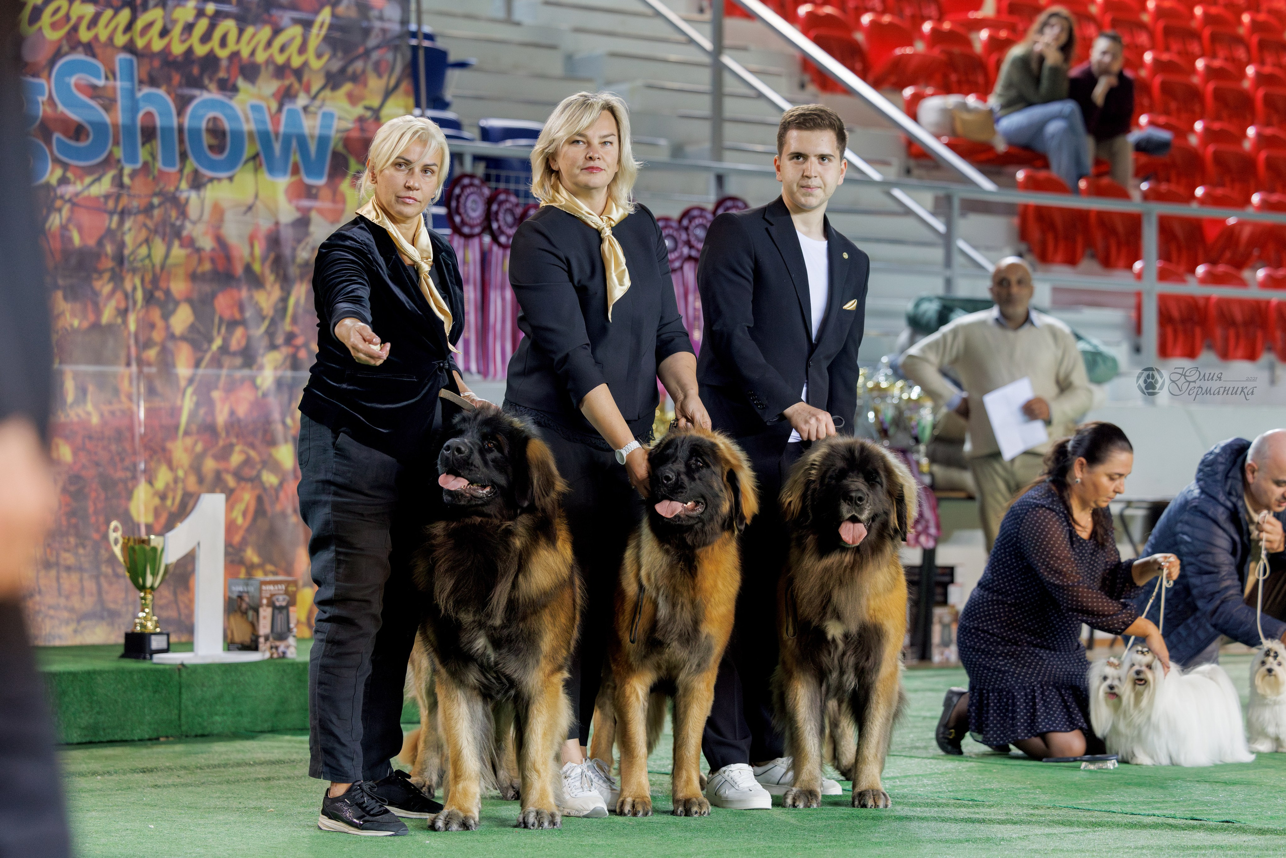 Грузия,Телави 2хCACIB 19-20.10.2024. Фотограф-анималист Юлия Германика