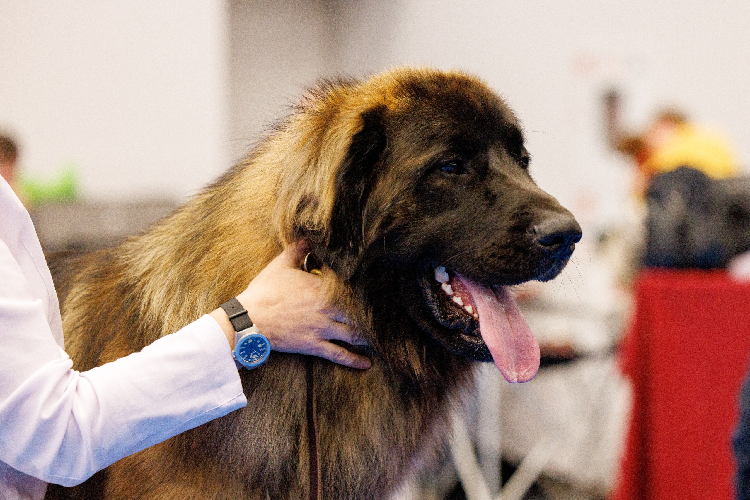 Нижний Новгород 21-22.10.2023. Фотограф-анималист Юлия Германика