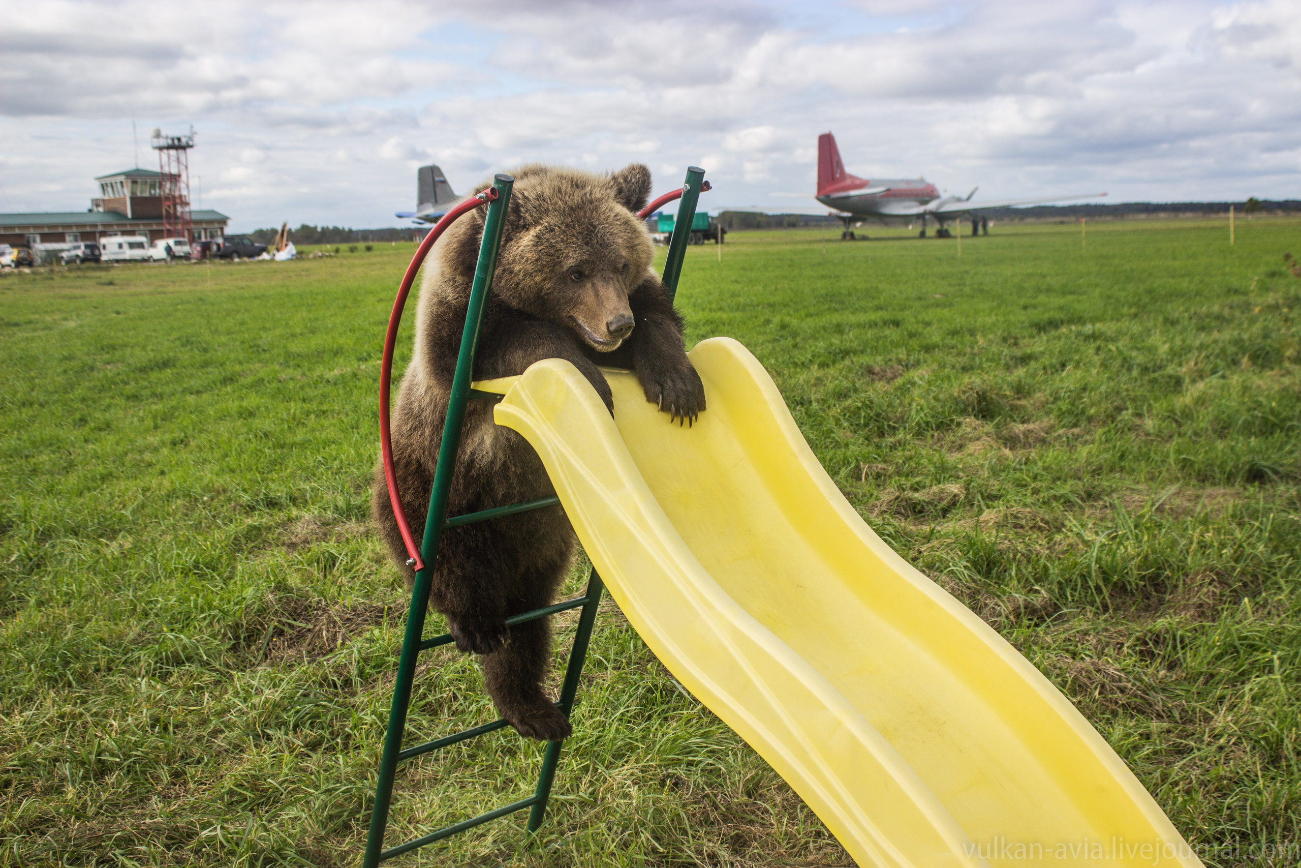 Медведь Мансур. Фотоальбом показывающий увлекательный мир авиации и мир медведей Андрея Иванова