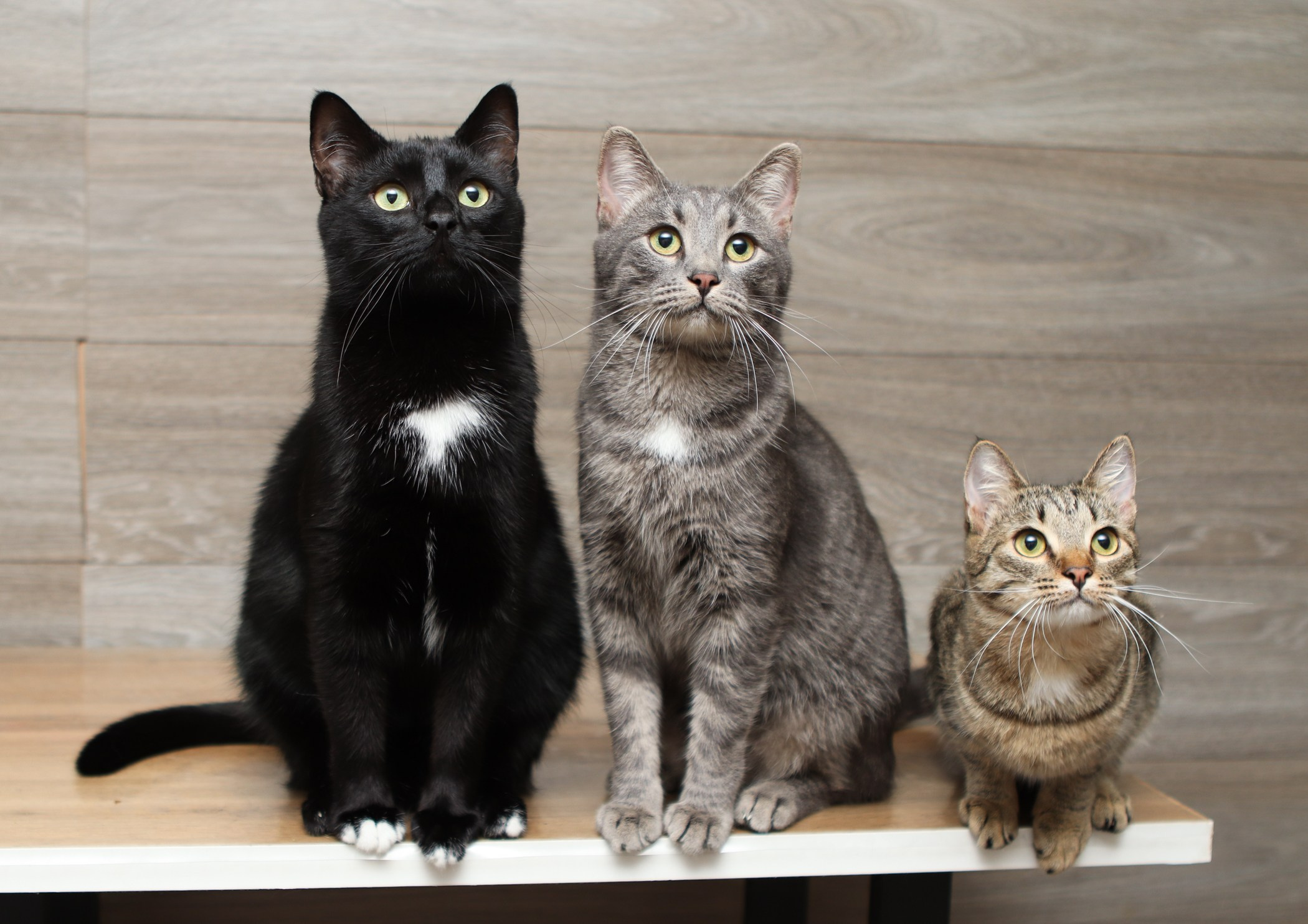 Кошки. Фотограф-анималист Полина Колкова | Москва