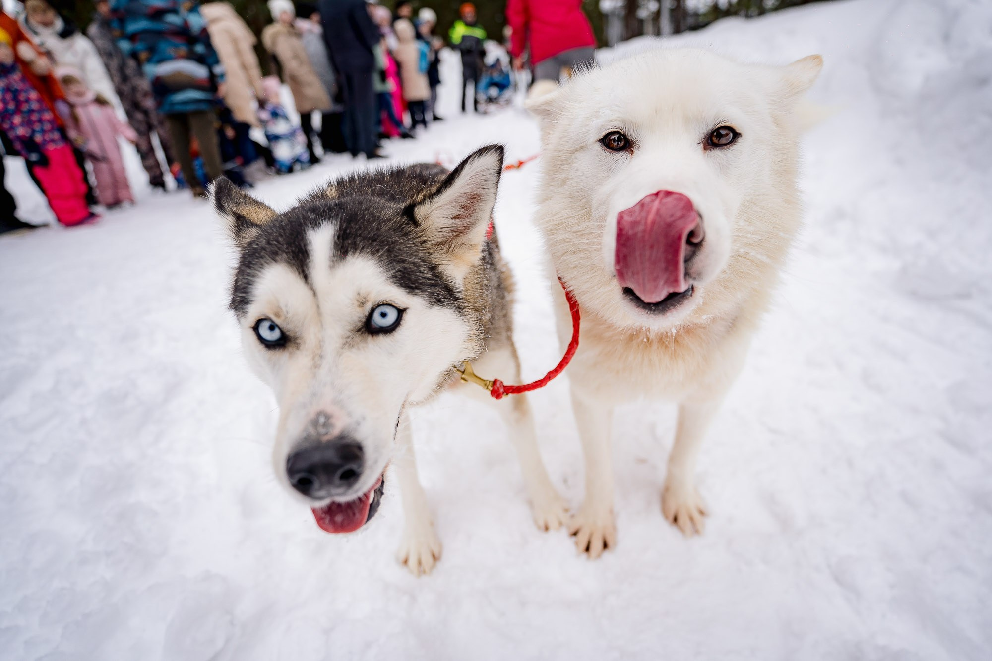 Россети. Масленица. Сергей Кошкин. Репортажная и ивент-фотография в Сургуте