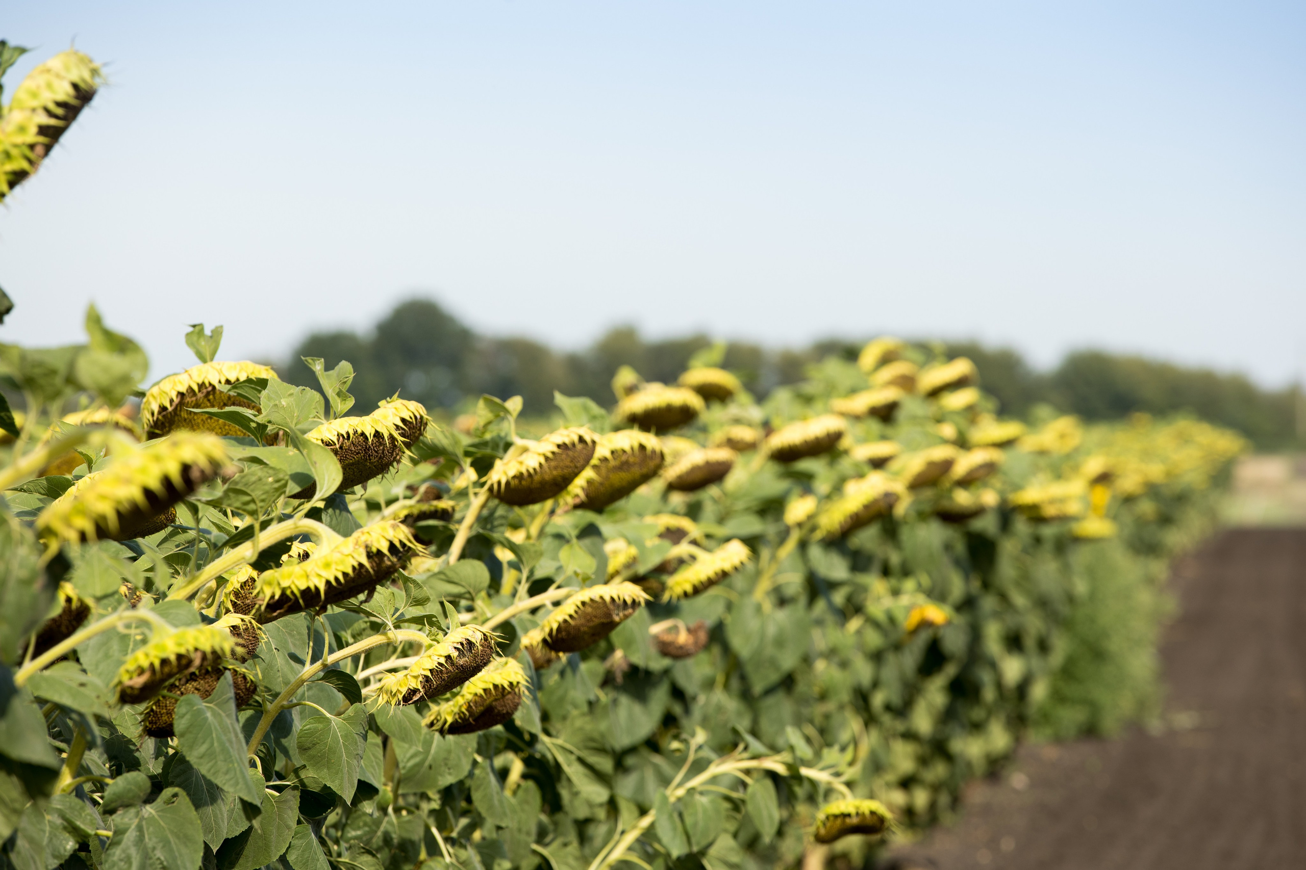 Решения для сельского хозяйства BASF 16.08.2022. Владислав Волков | Фотография и видеосъемка в Воронеже