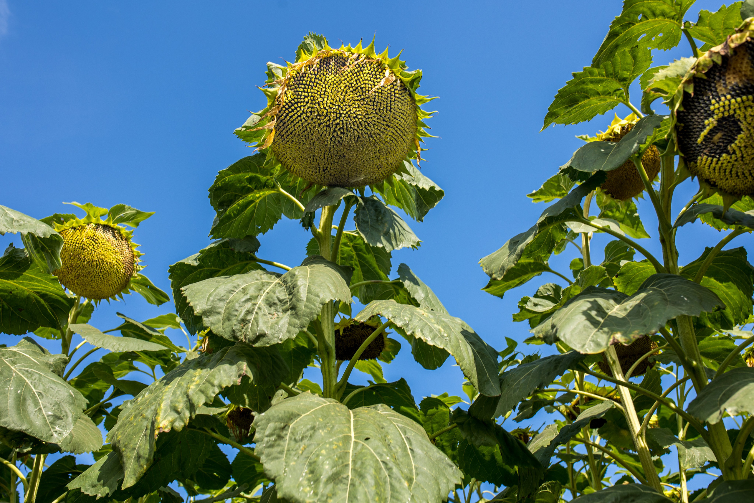 Решения для сельского хозяйства BASF 16.08.2022. Владислав Волков | Фотография и видеосъемка в Воронеже