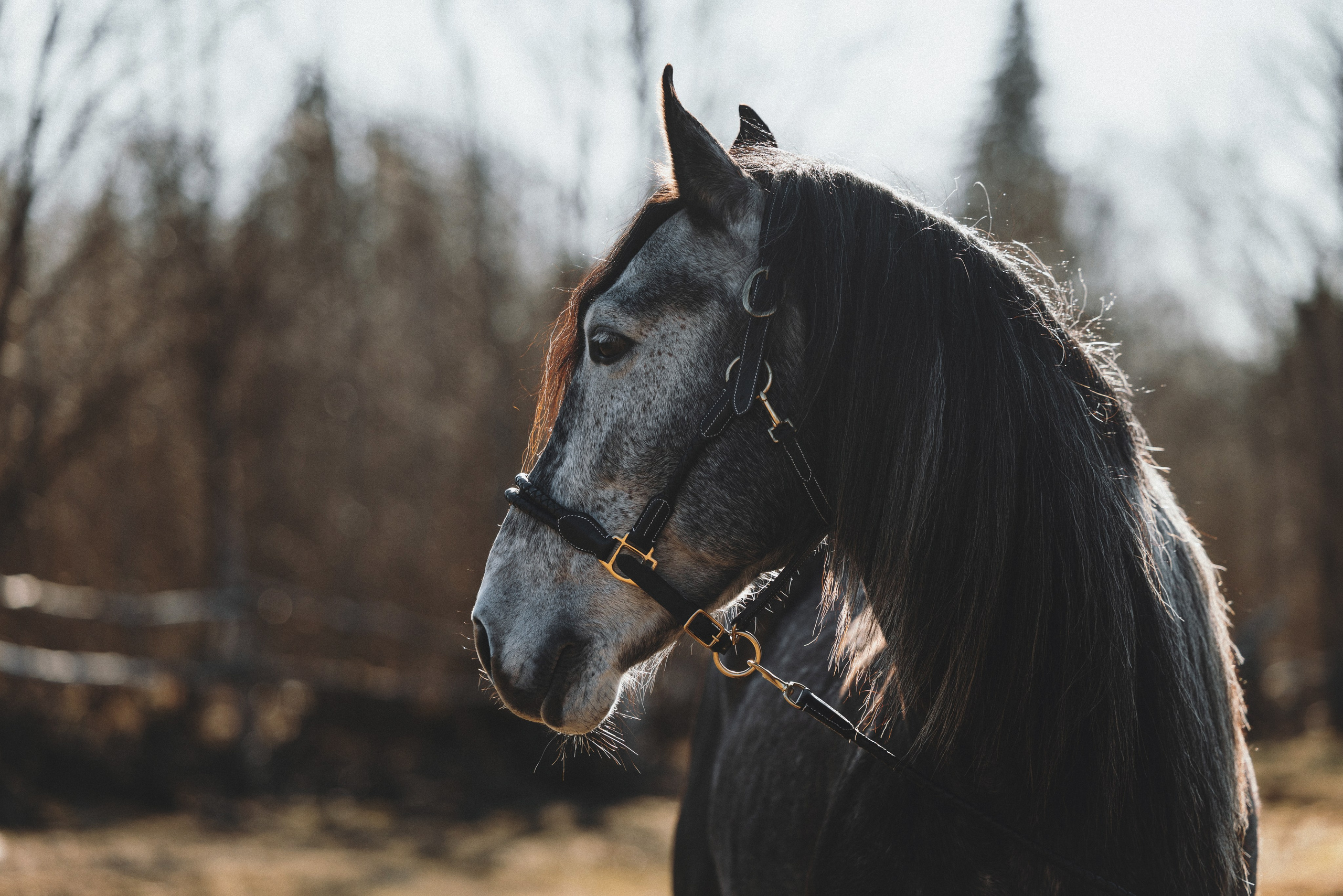 Ирина и Командор. Фотограф анималист Осипчикова Мария