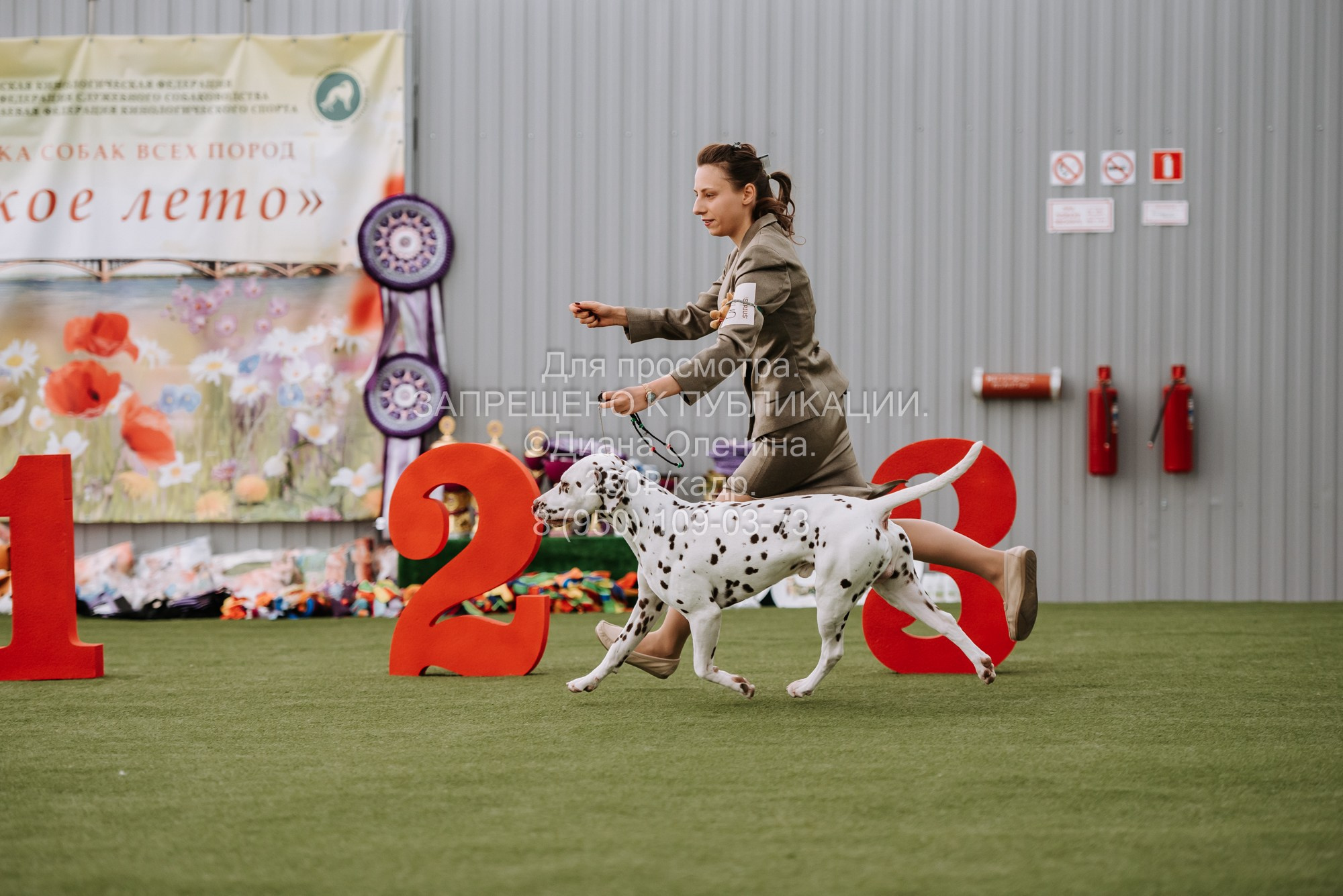 Выставка собак Красноярск 2.06. Фотограф Диана Оленина Красноярск / Братск
