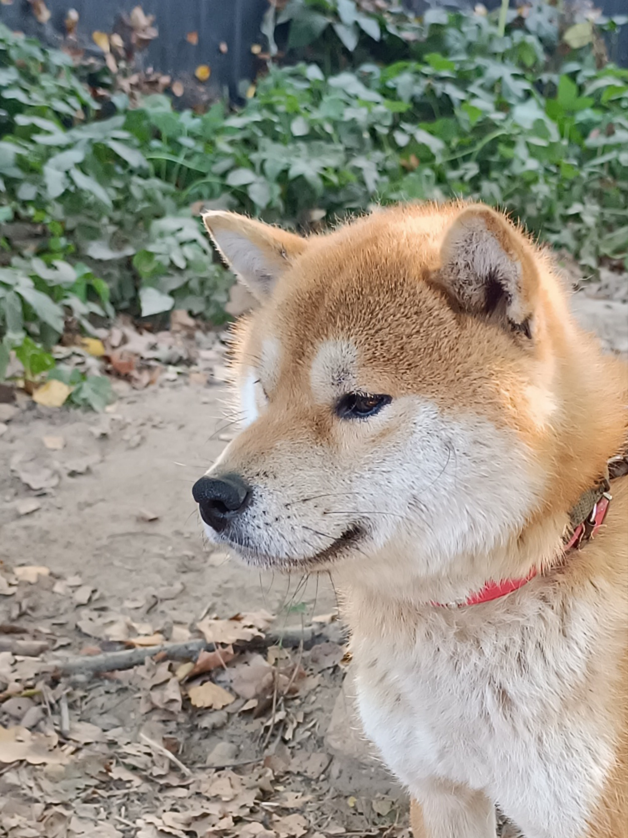 Ганжи * Yuzhyy Solnechnyy Pes Ganji. AMERICAN AKITA RUBYLIGHT KENNEL I SHIBA-INU