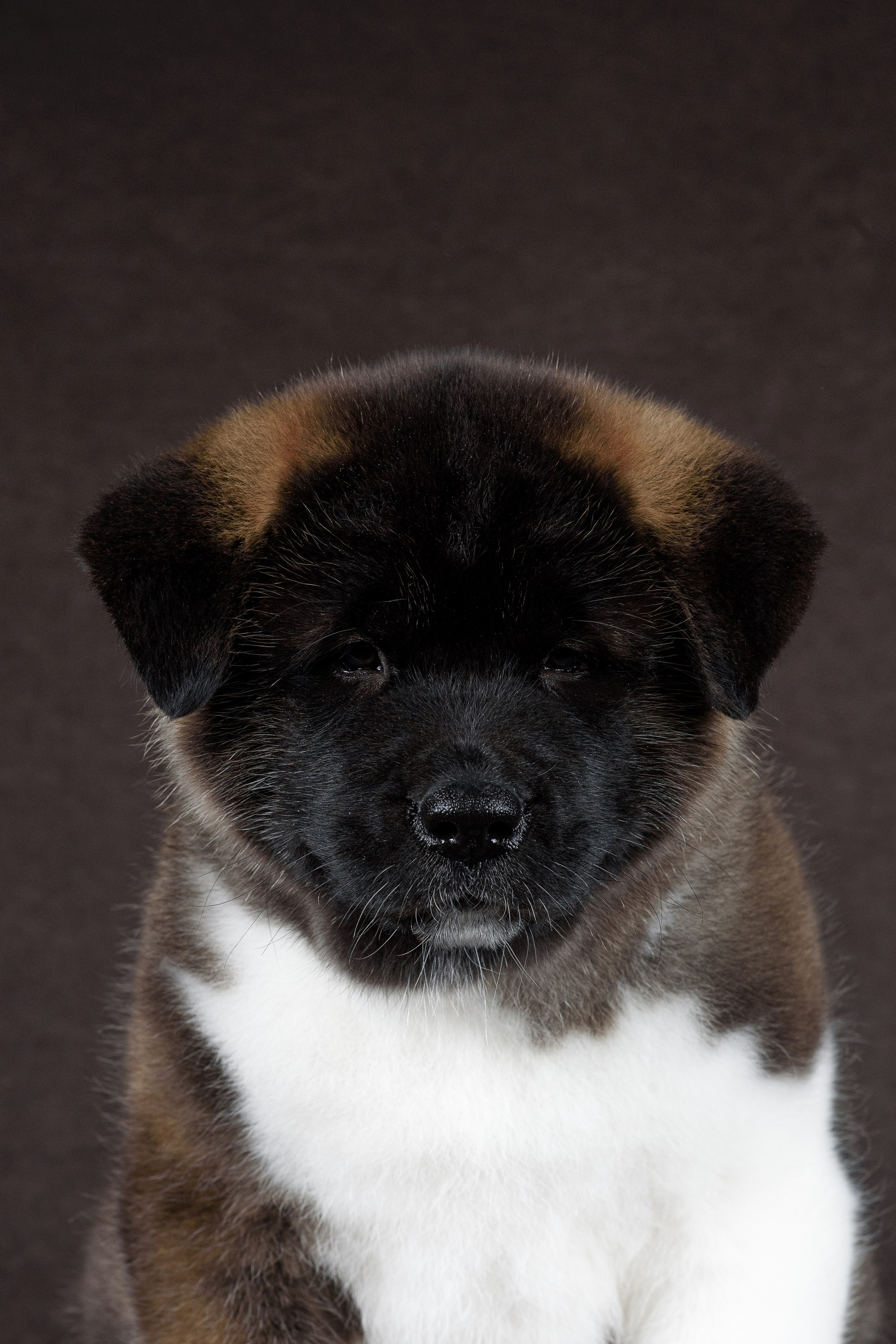 Щенки Американской Акиты (GRAND AMAK) Цезарь и Ника — 15.03.2024. Фотограф — Анималист | Анна Абрамова