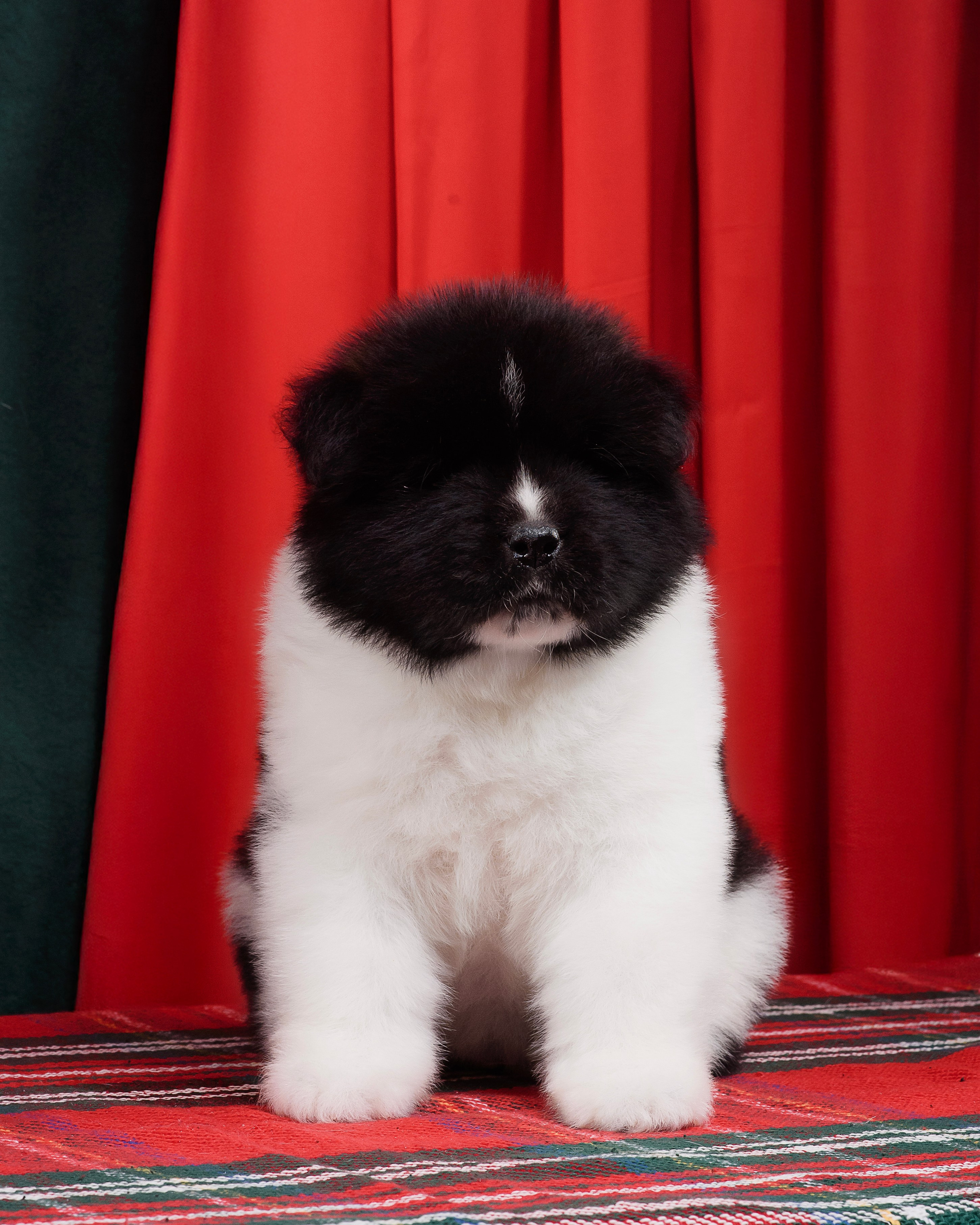 Щенки Американской Акиты. Фотограф — Анималист | Анна Абрамова