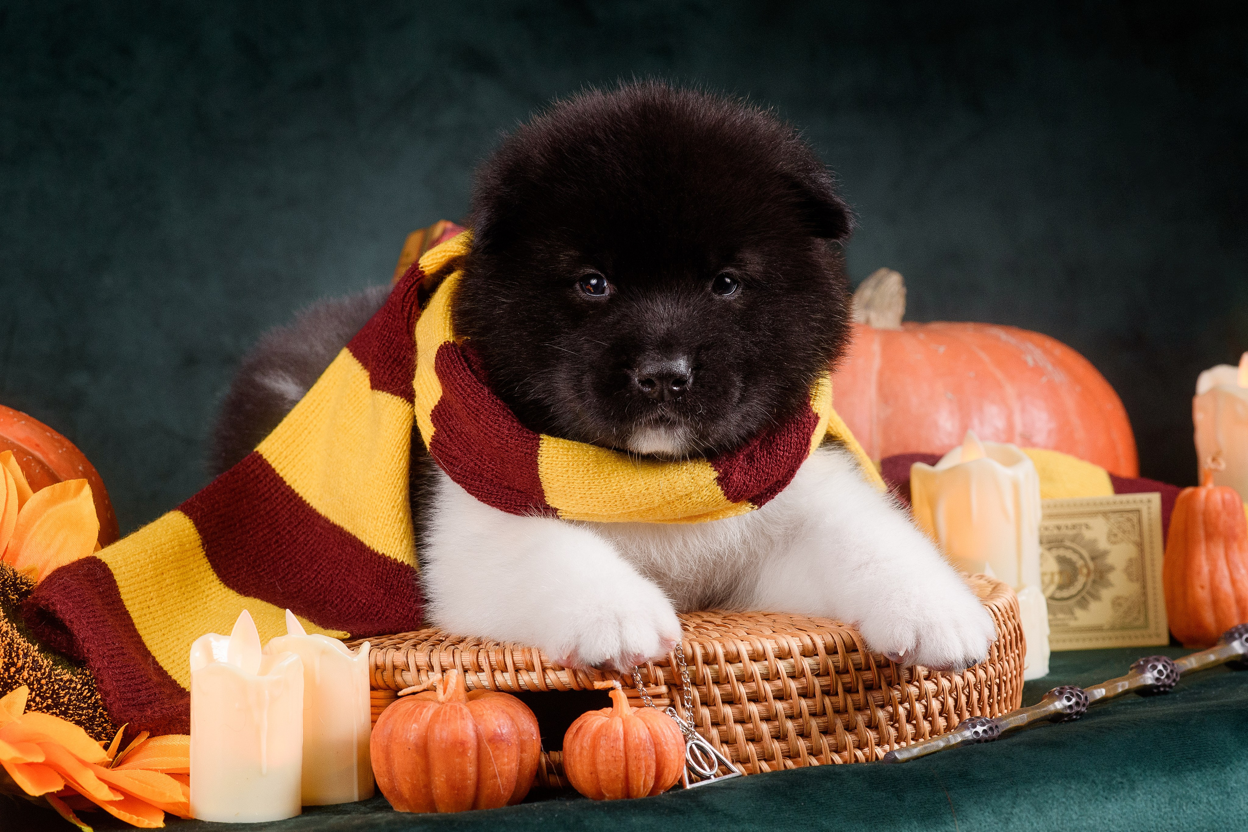 Щенки Американской Акиты — 04.11.2024. Фотограф — Анималист | Анна Абрамова