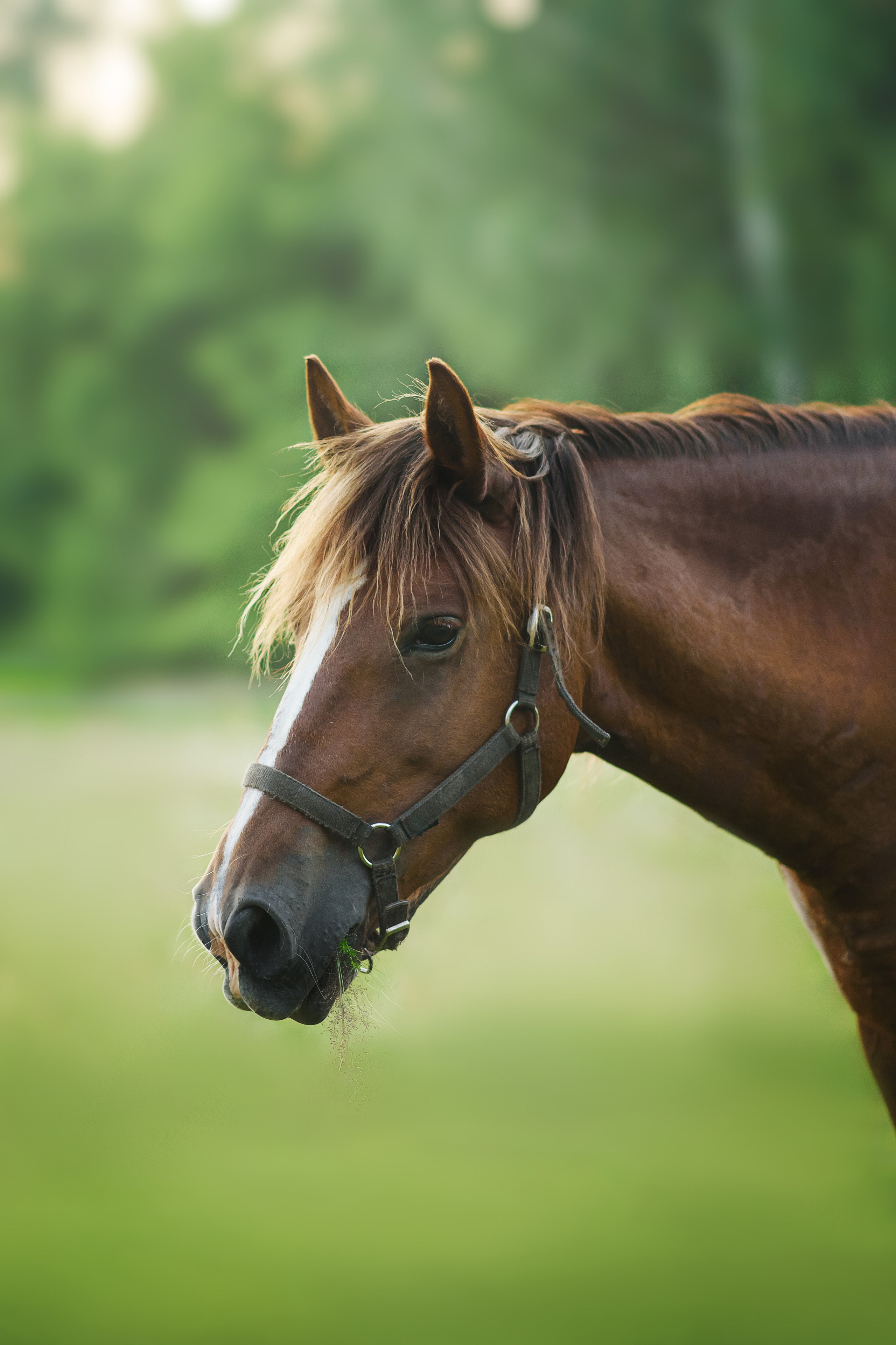 Дакар и Рамина — 29.06.2024. Фотограф — Анималист | Анна Абрамова