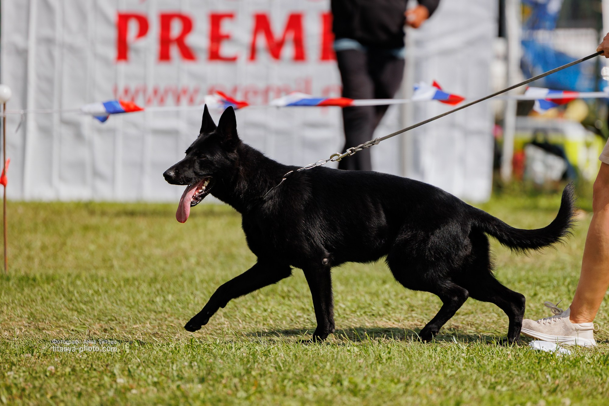 Немецкие овчарки: фото из рингов и вне ринга, мутпроба (фотографии с выставок). Фотограф собак, фотограф-анималист Аня Титова (Titanya). Москва