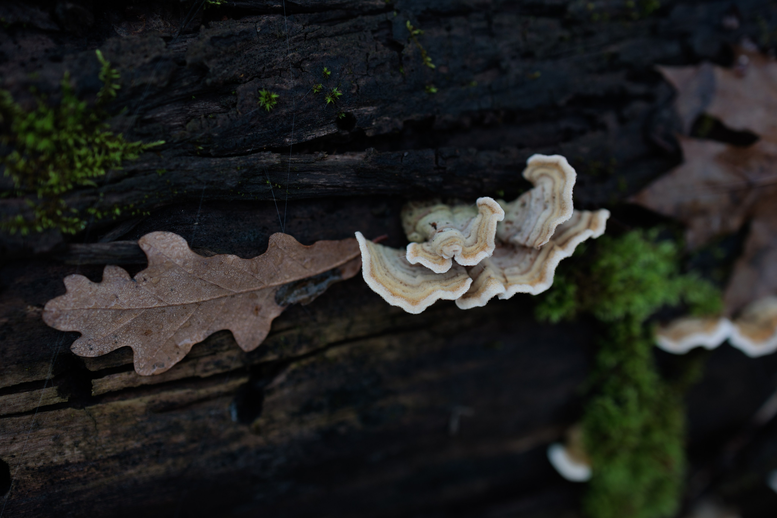 В туманном лесу. Семейный фотограф в Белгороде