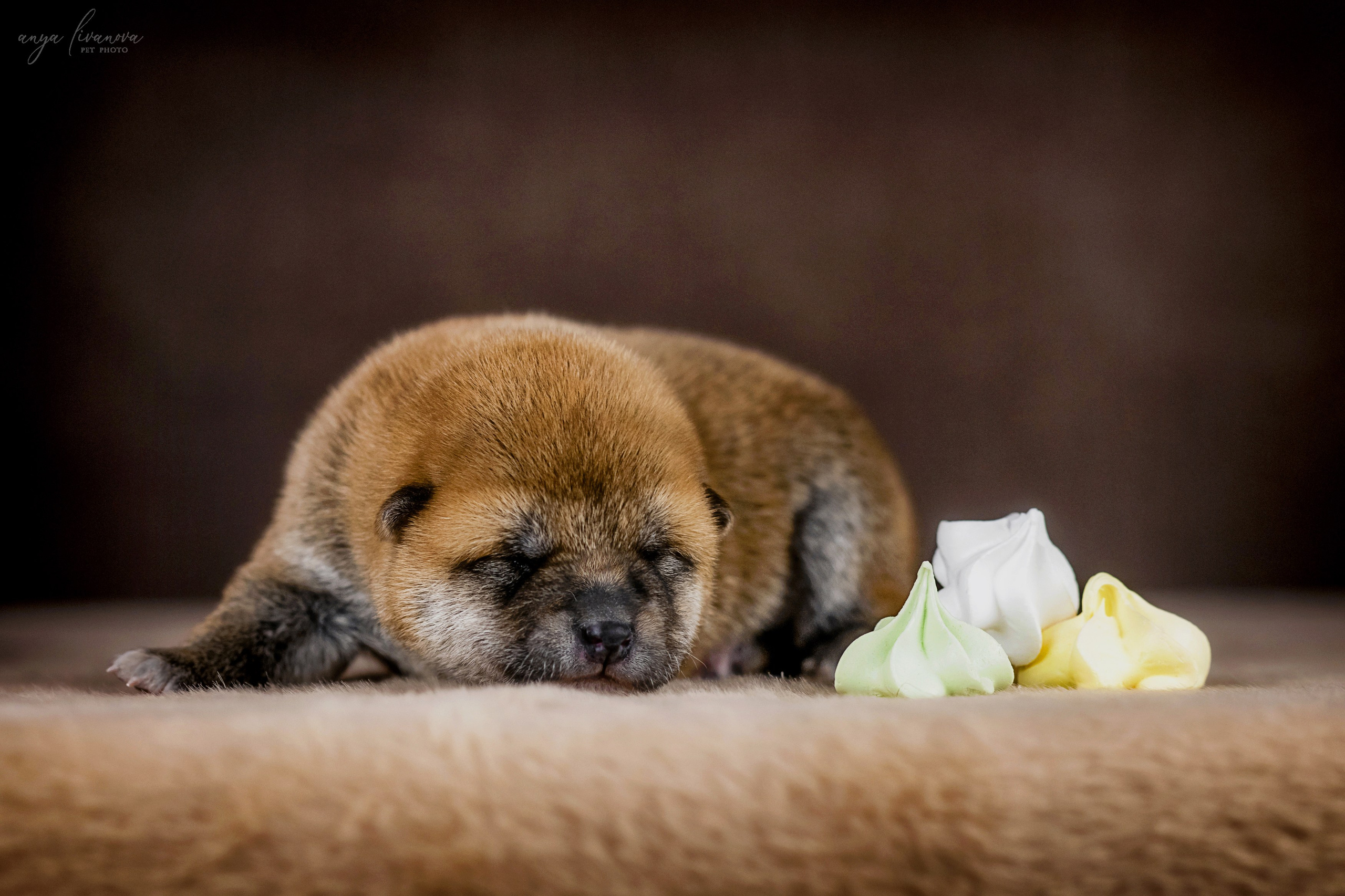 Сибы. Фотограф анималист Аня Ливанова | Рыбинск