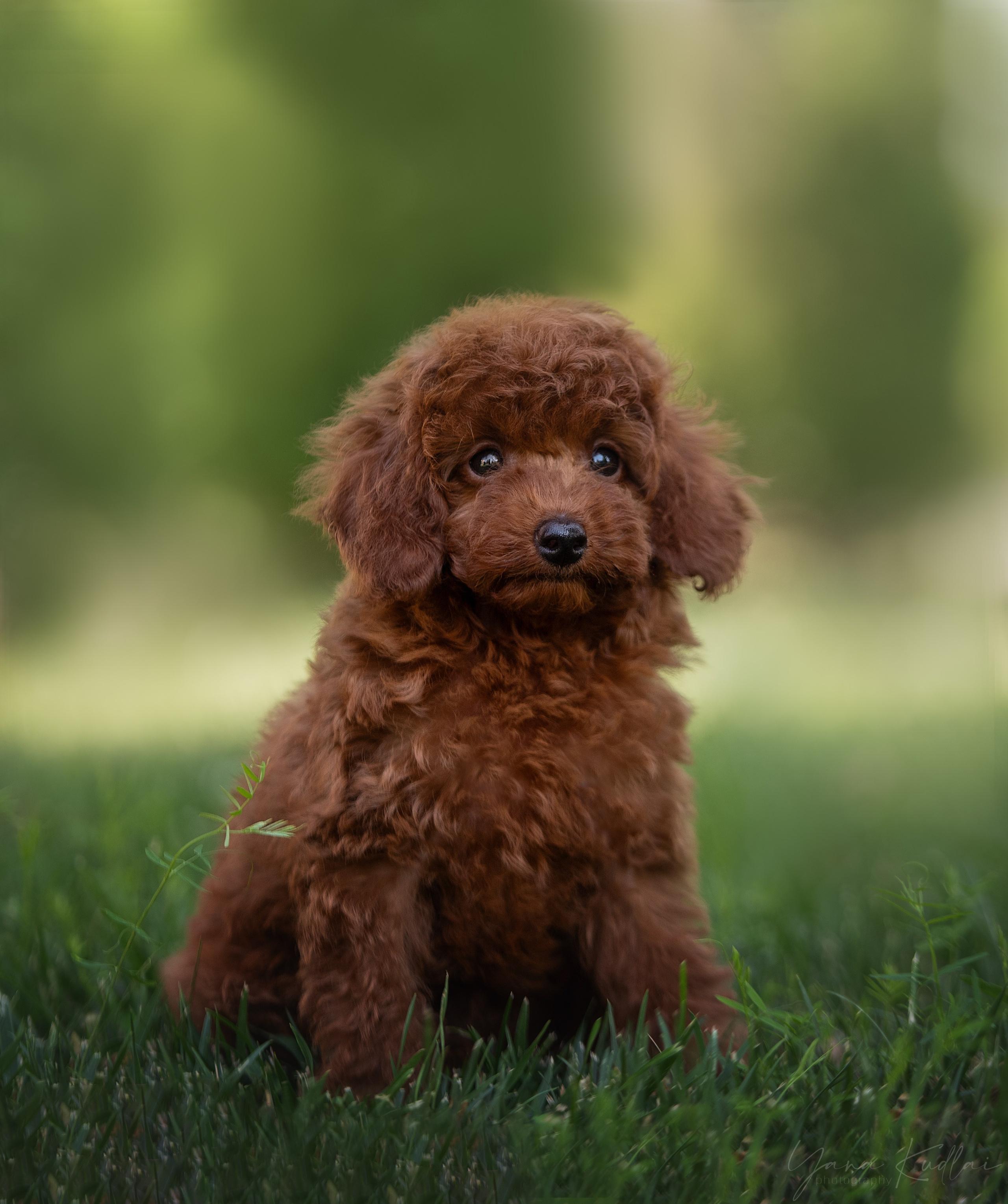 Малыши пуделя. Фотограф анималист Ставрополь Яна Кудлай