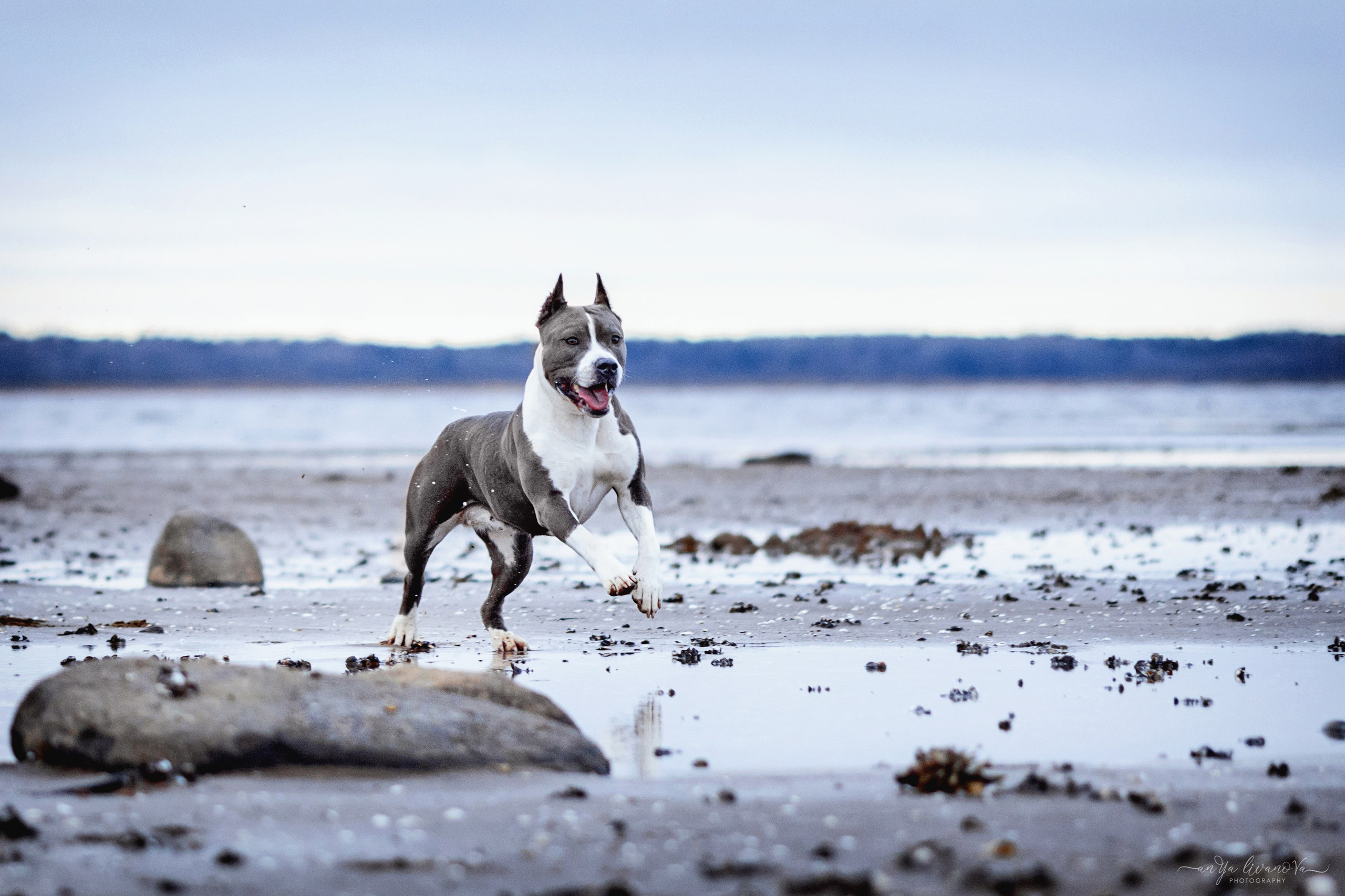 Деля. Фотограф анималист Аня Ливанова | Рыбинск