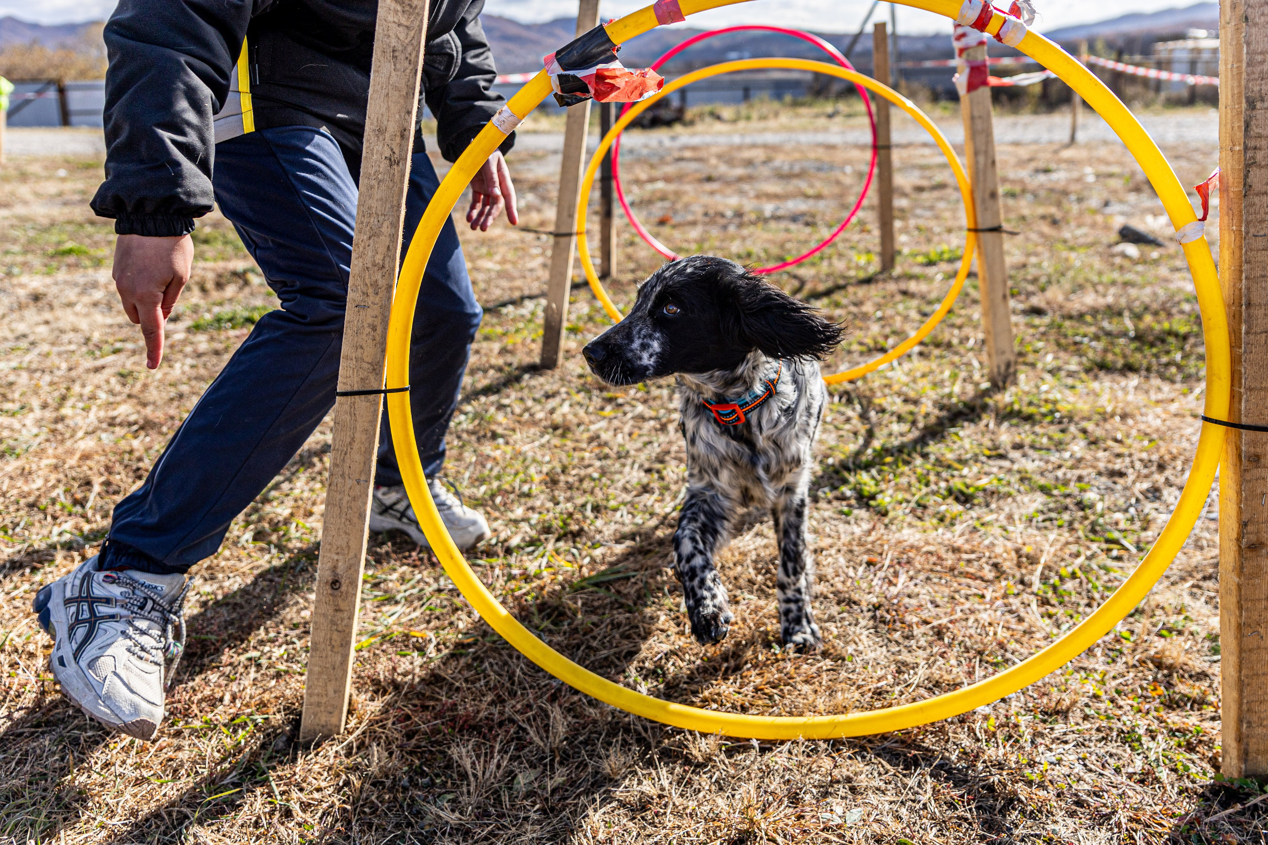 Кинологический квест г. Находка