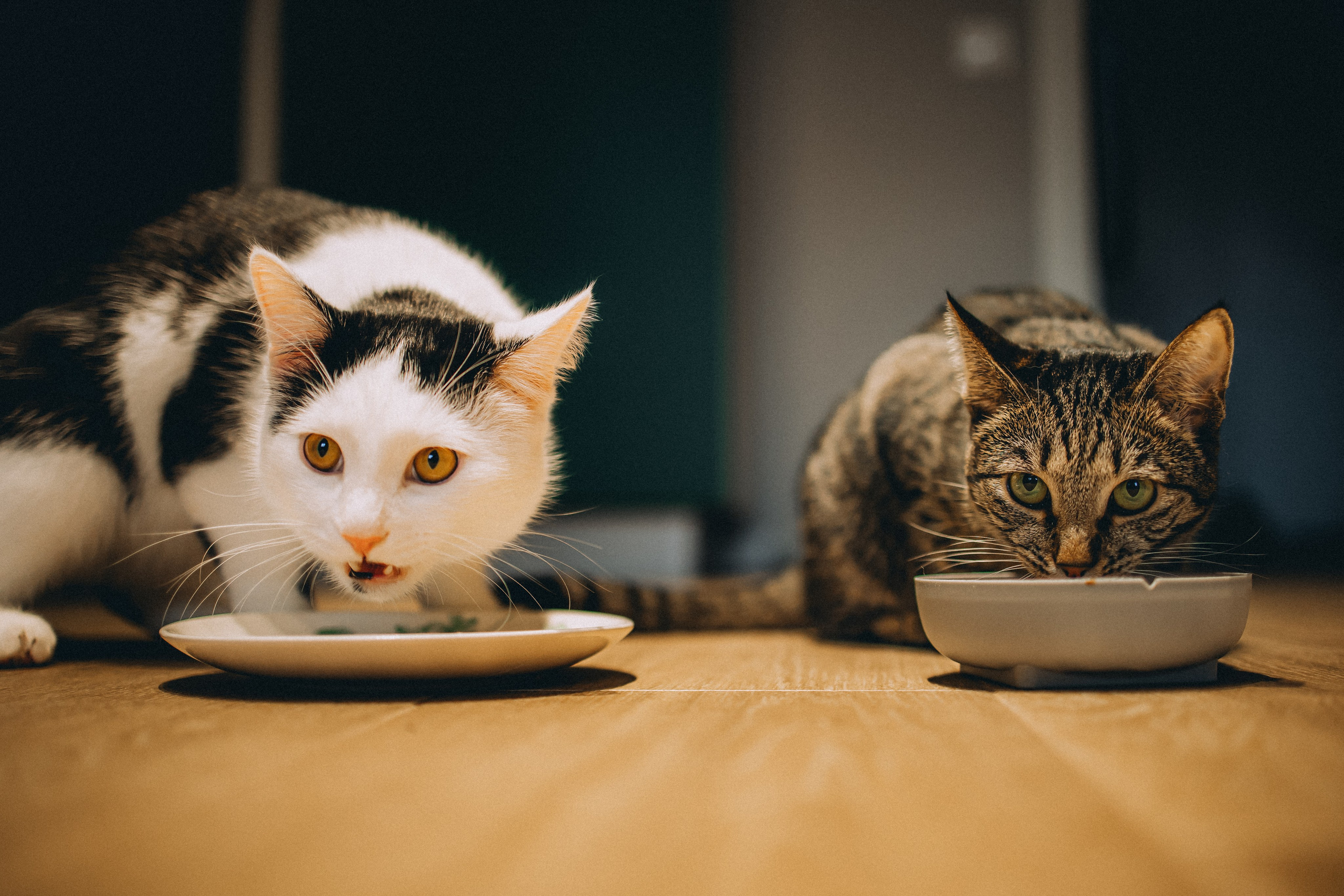 Рыся, Кепа и их семья