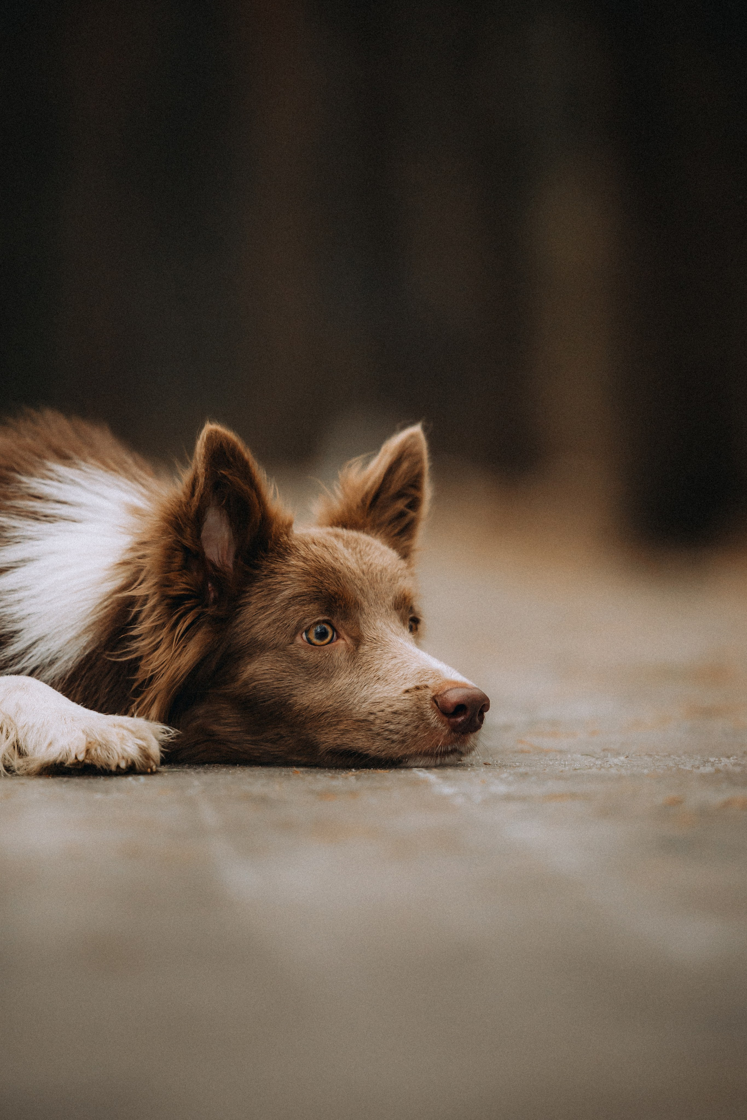 Полина, Милли и Паддингтон