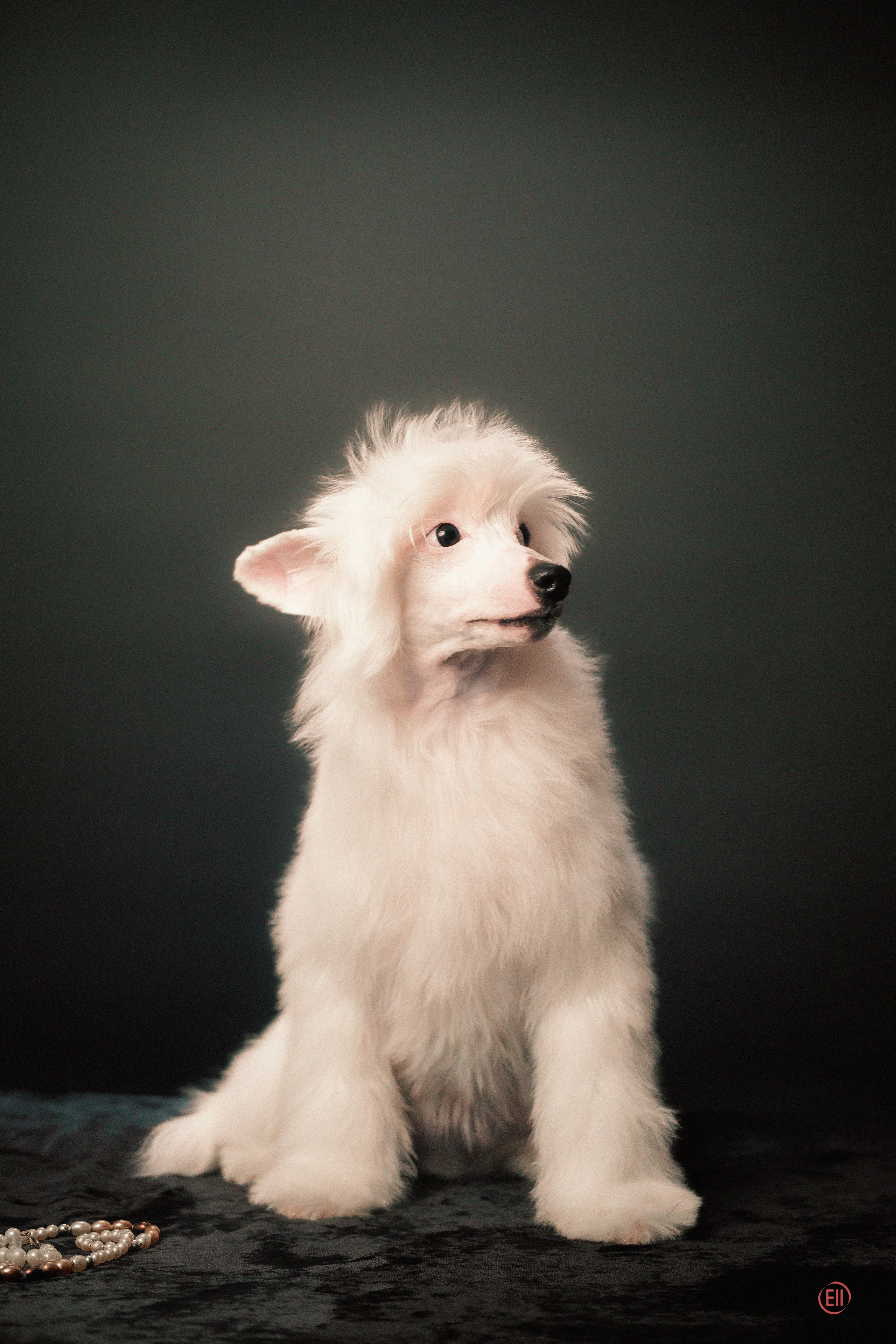 Друг человека. Фотограф в Москве