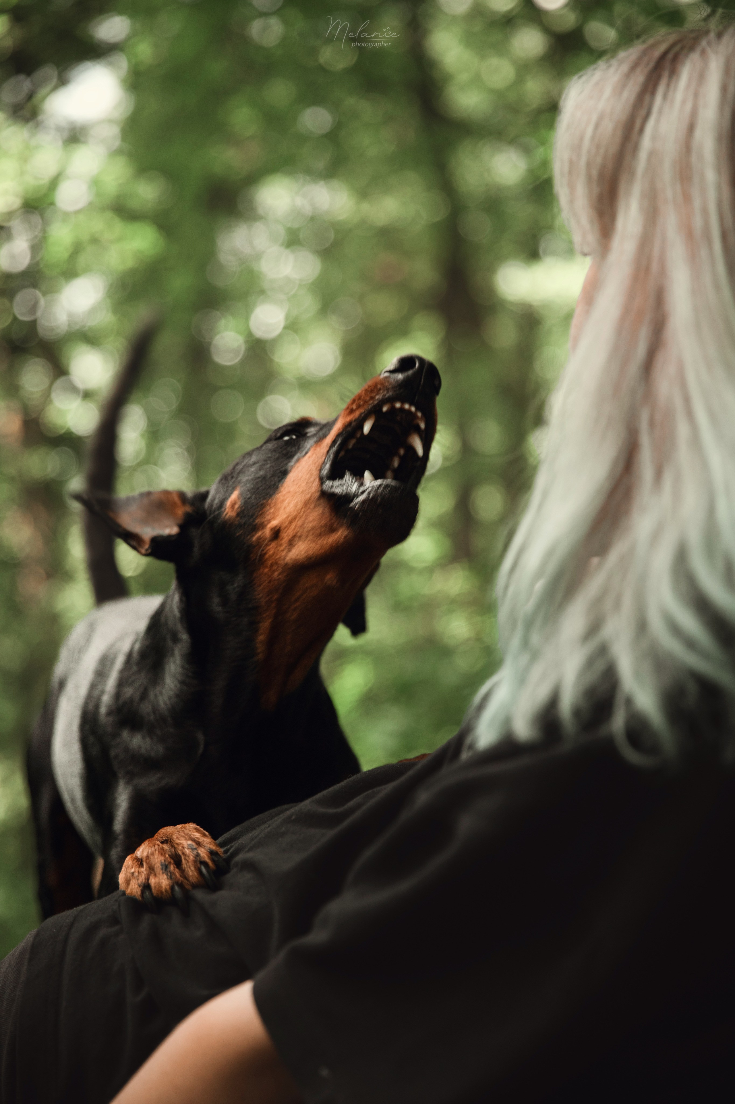 Фотосессия Шерлока. Фотограф-анималист в Москве Дорн Мелани