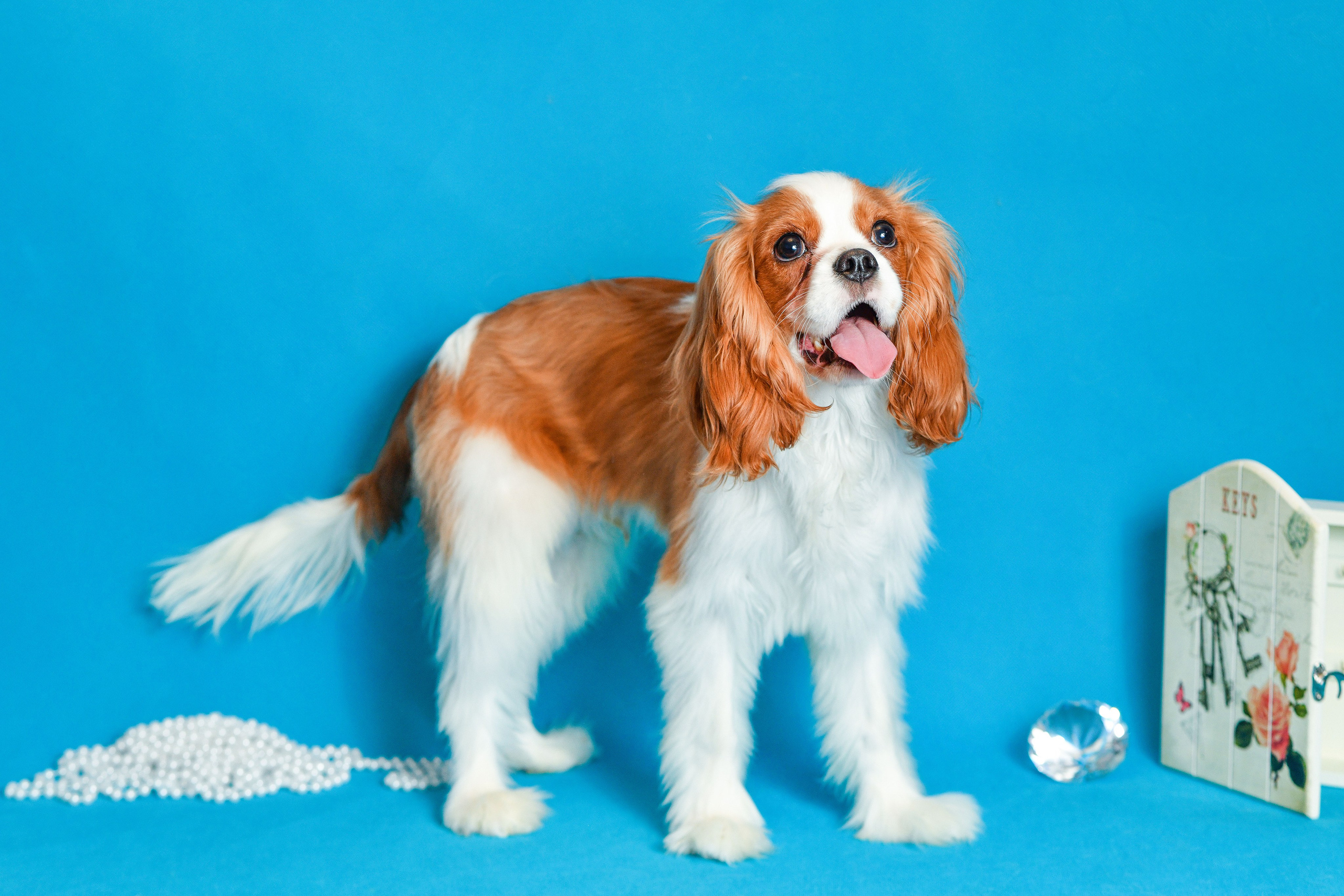 Съёмка животных для продажи. Свадебный и портретный фотограф в Москве Галина Борисова