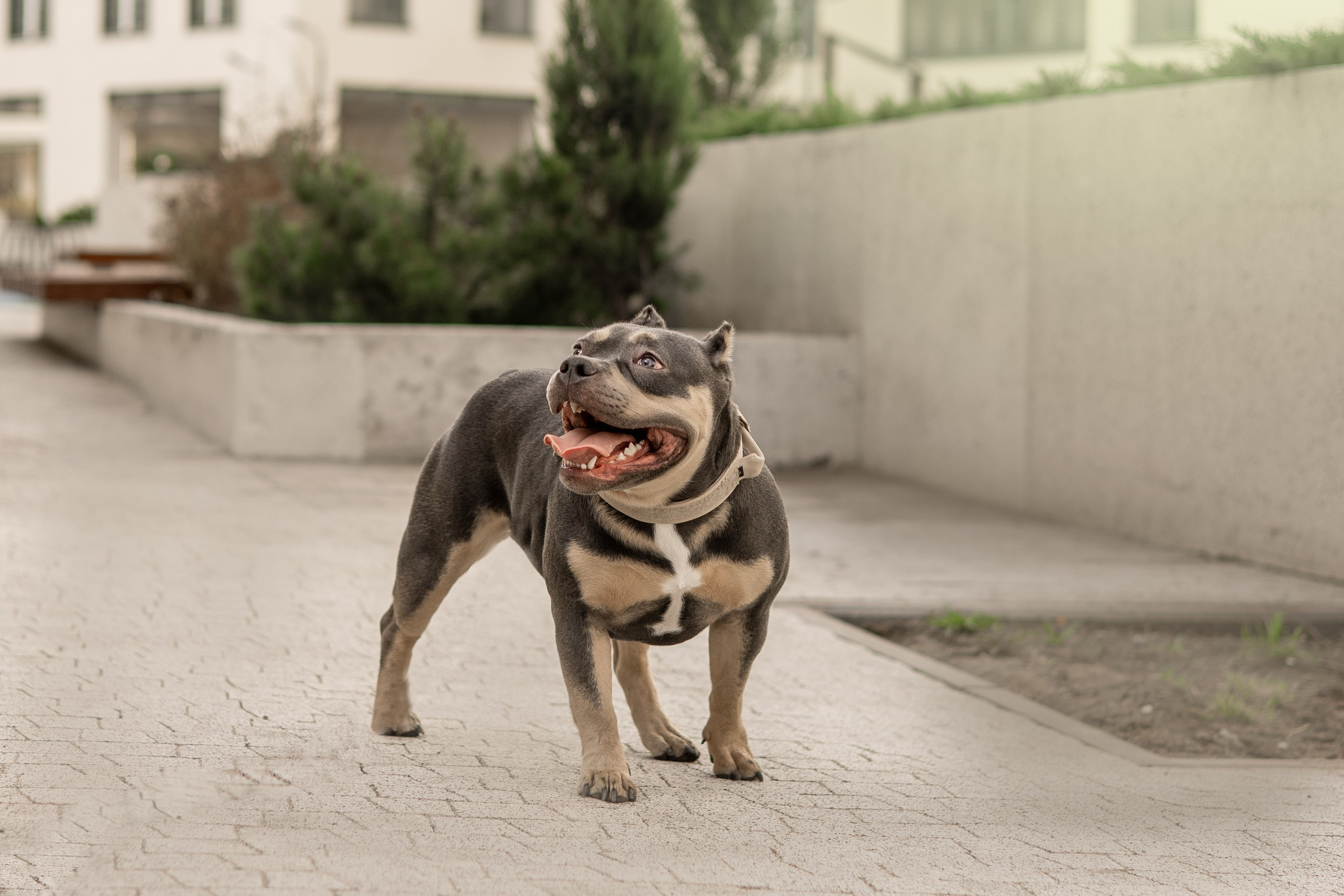 Виктория и Боня. Фотограф животных Евгения Верцинская