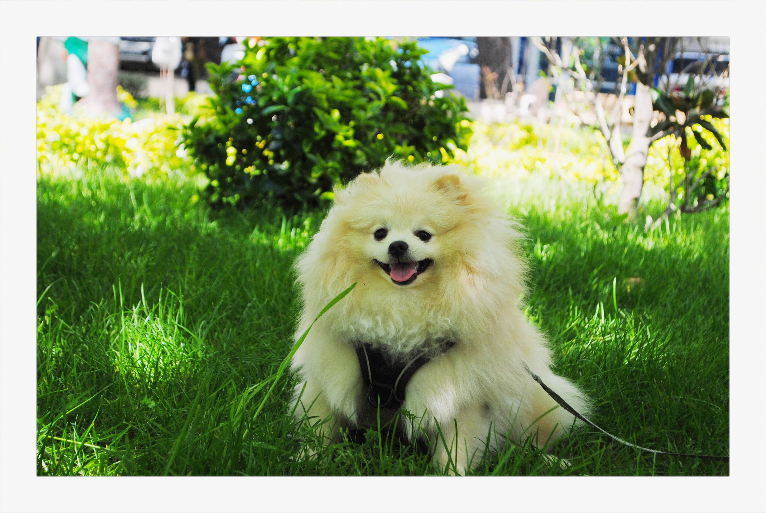 Маша и Эрик. Фотограф Мария Мусаелян