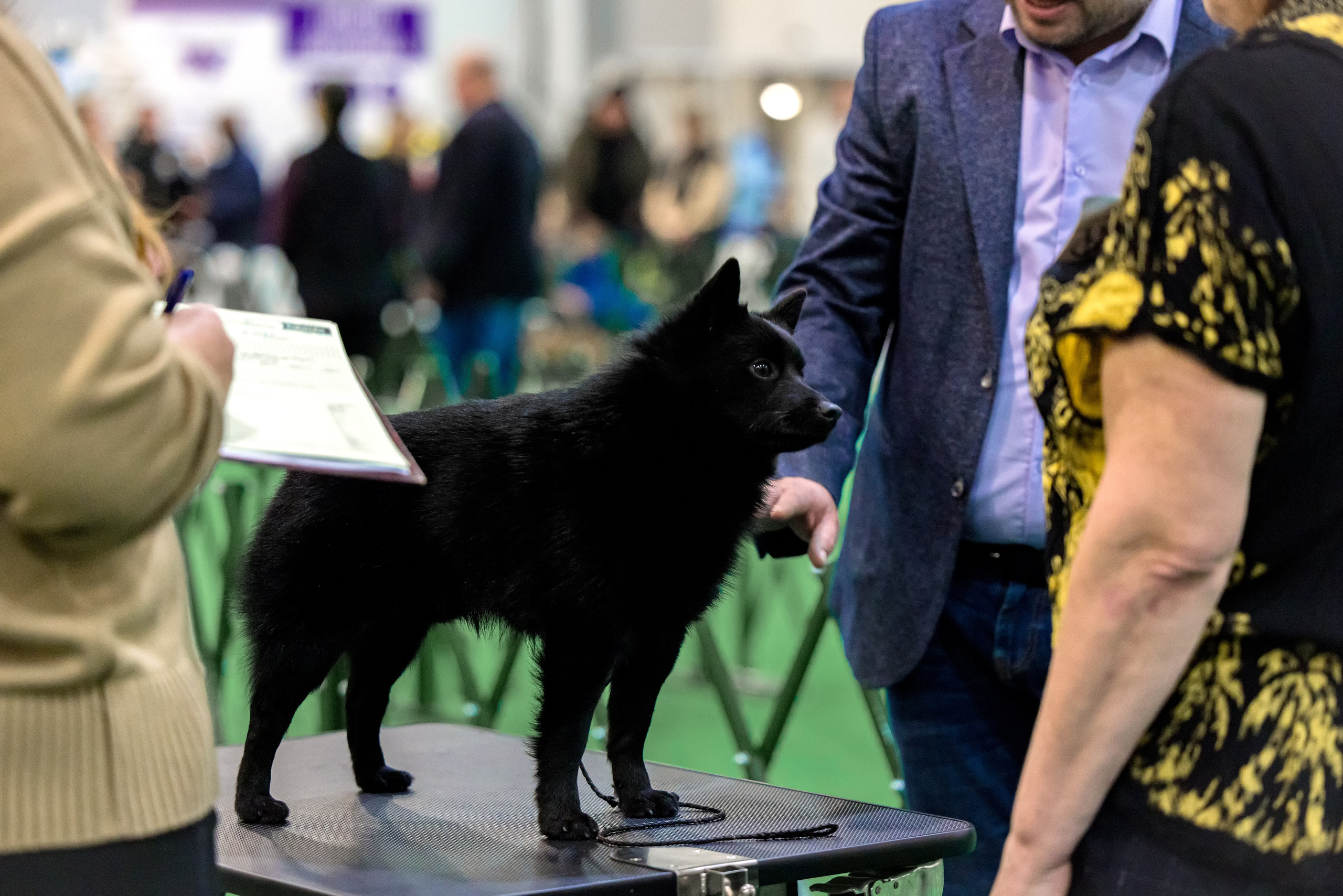 Крокус 3,9 и 10.12.2023. Фотограф-анималист Юлия Германика