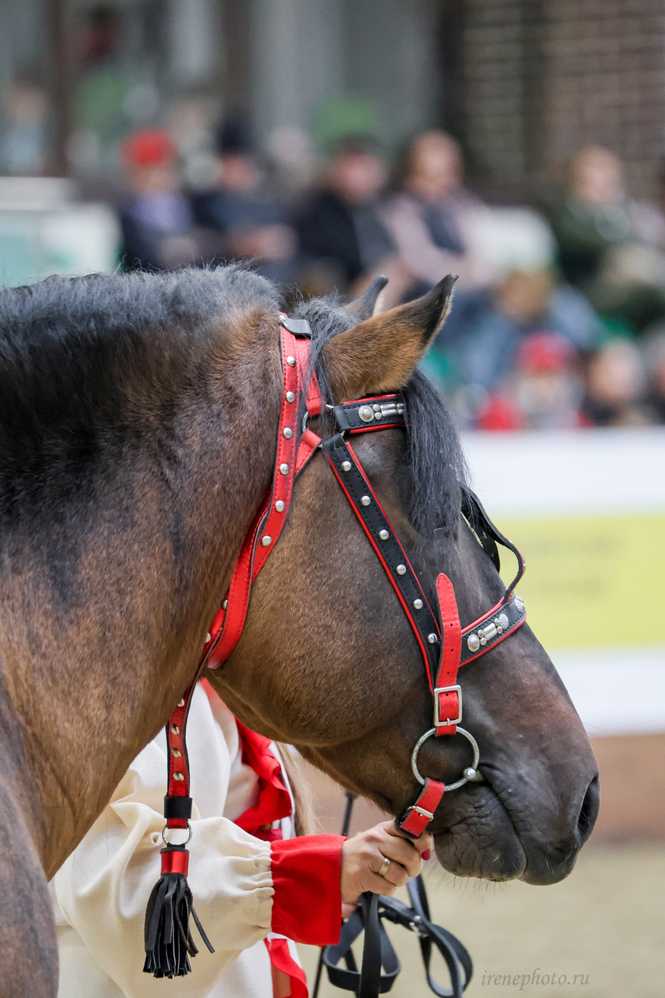 Конная Россия 2024. Irenephoto.ru