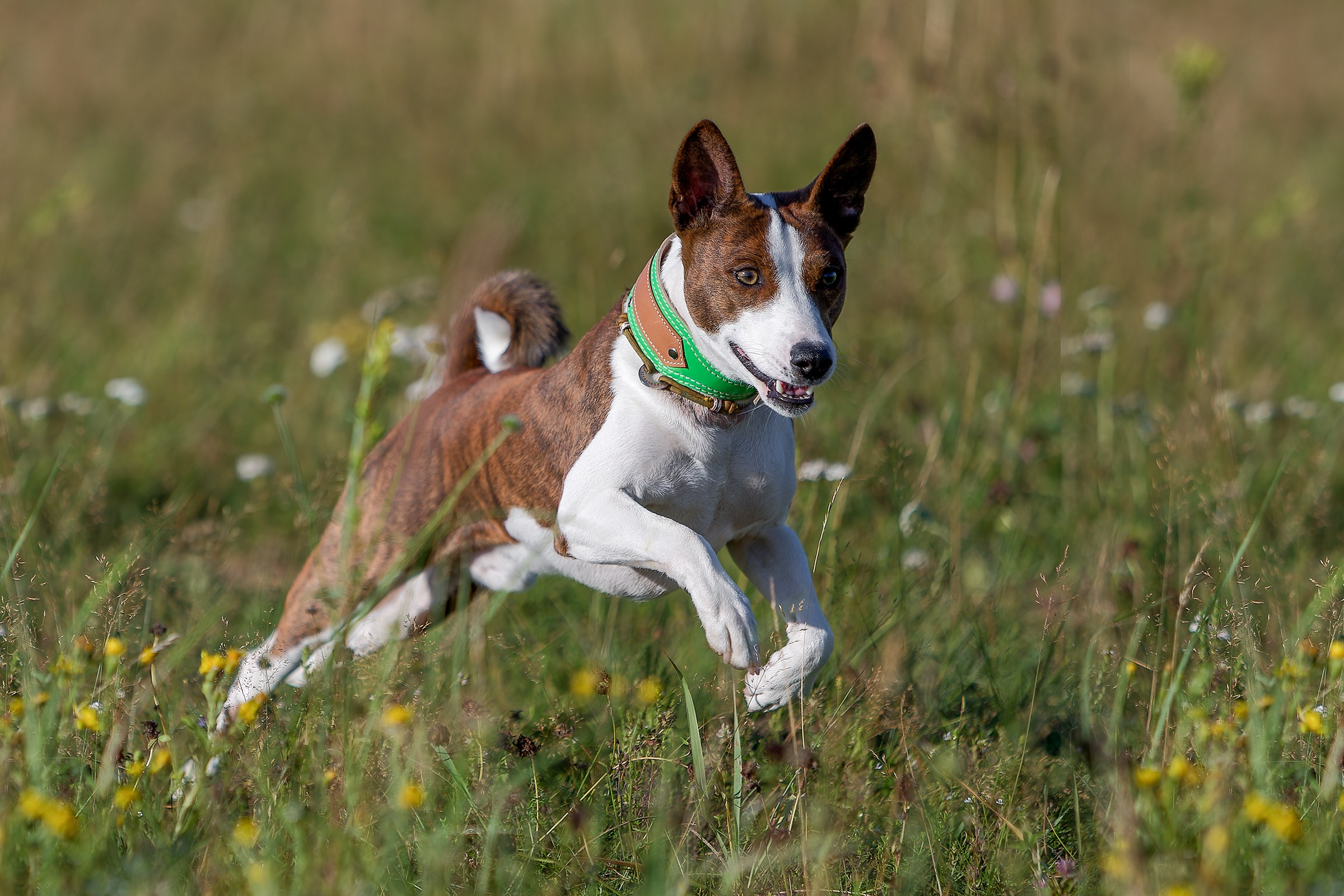 Собаки в движении. Irenephoto.ru