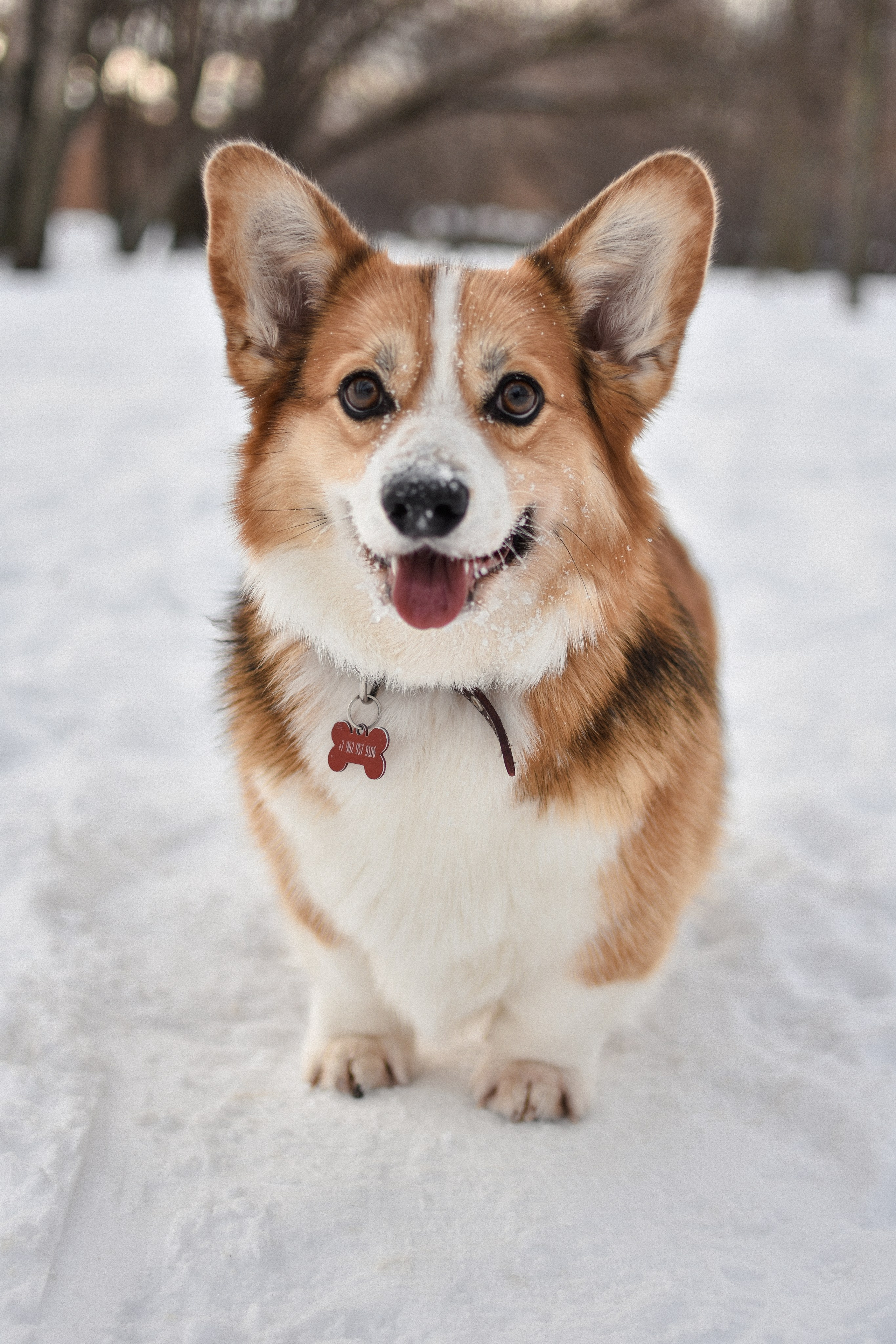 Алекс и Вера. Фотограф-анималист Ксения Шевцова|Москва
