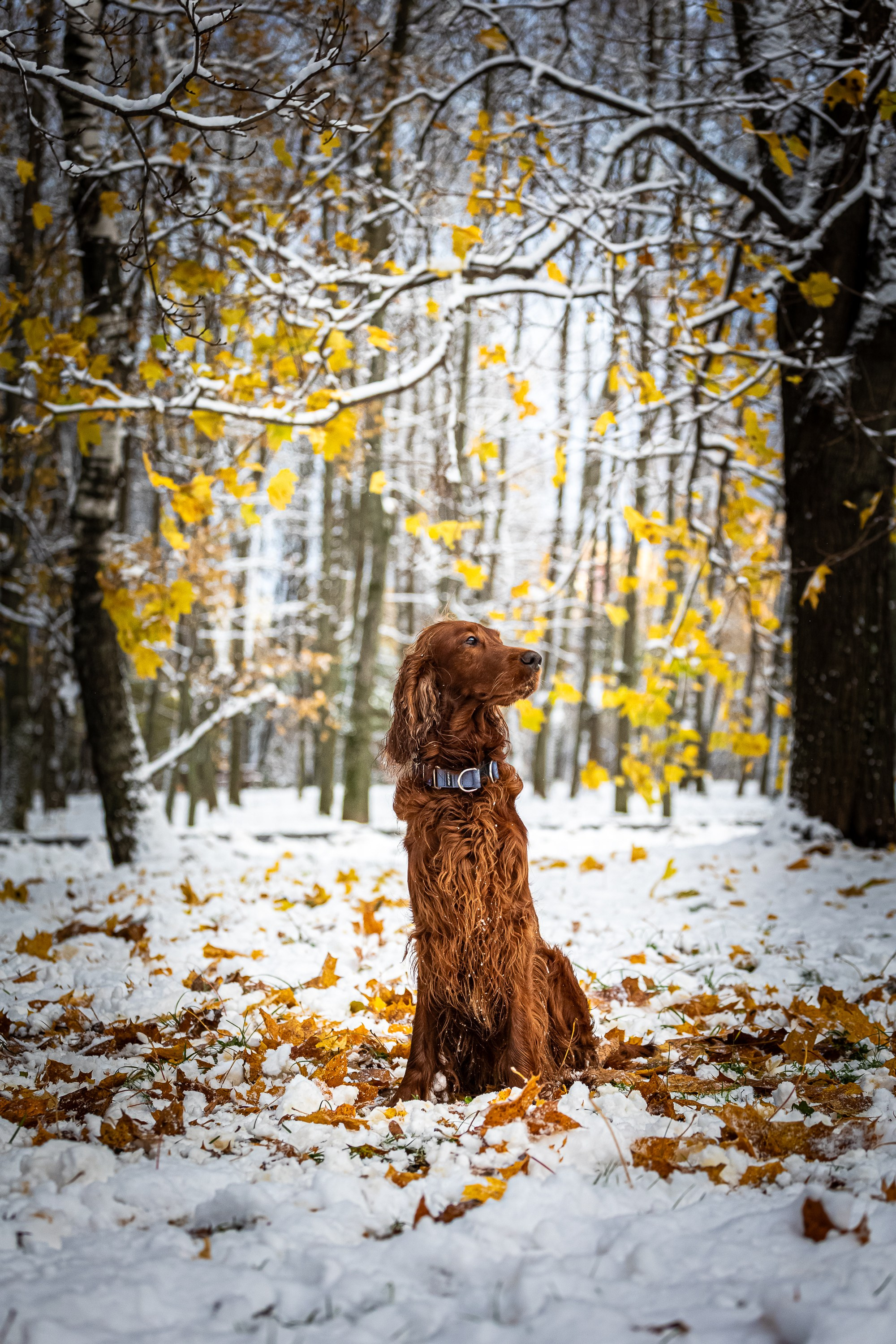 Фотосессии с животными. Добродеева Алла фотограф, Москва